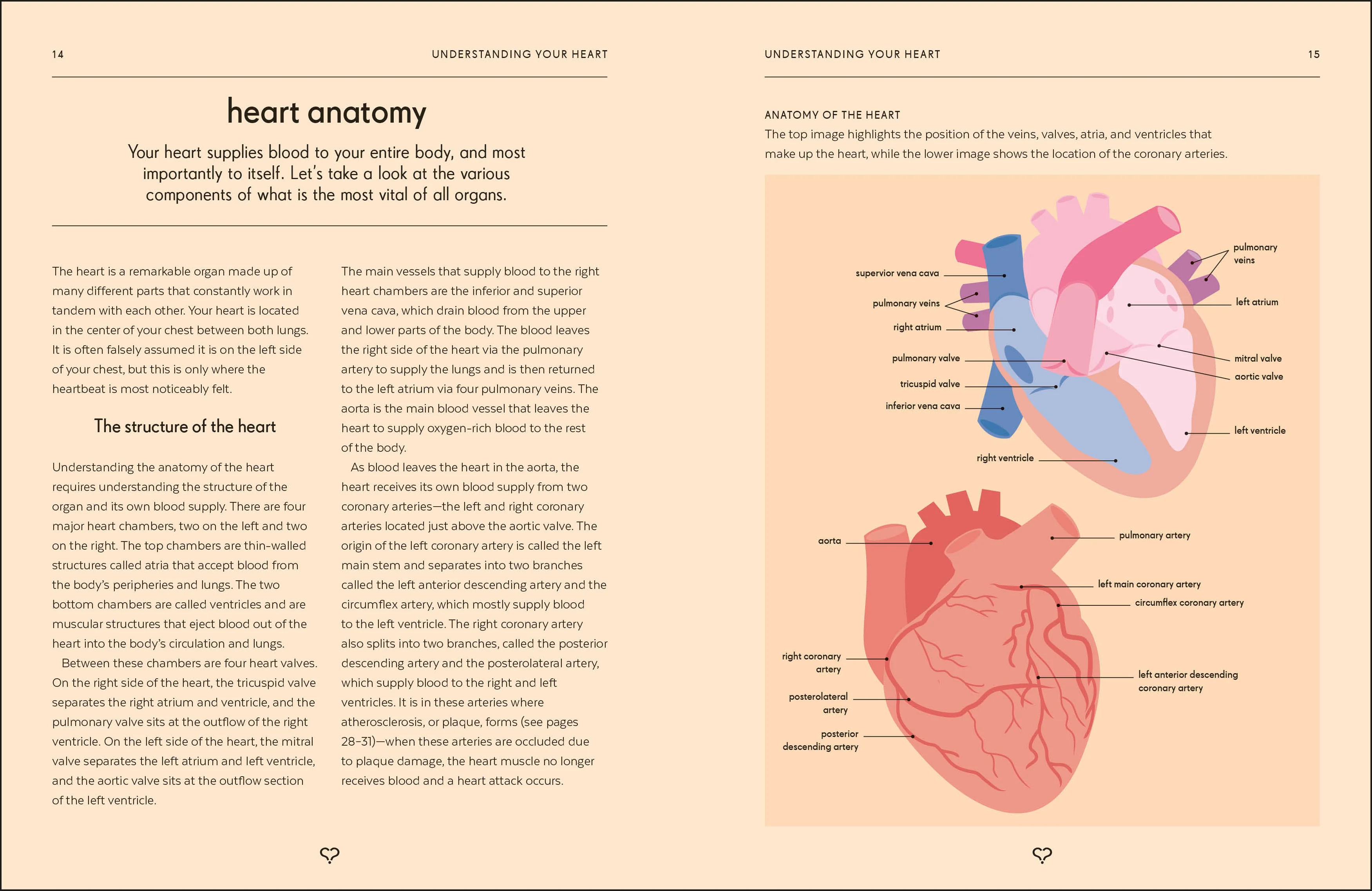 Heart - Image 3