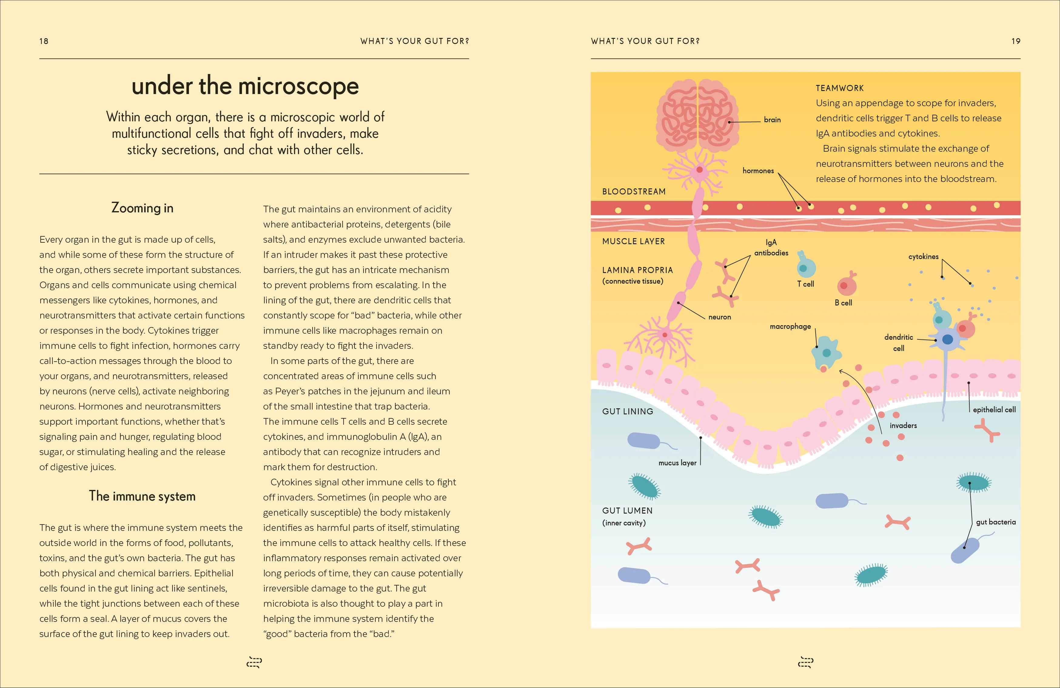 Gut - Image 4