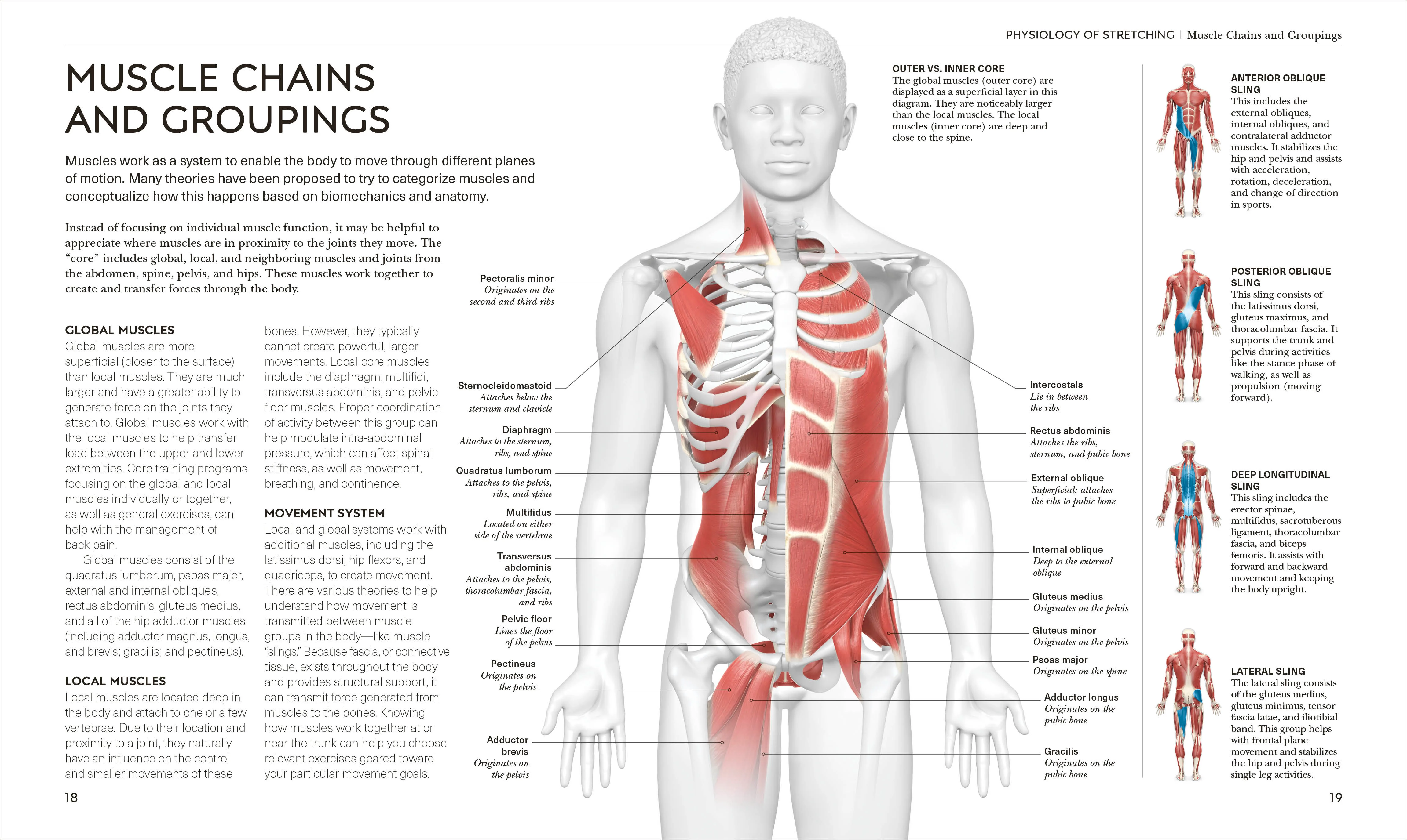 Science of Stretch - Image 3