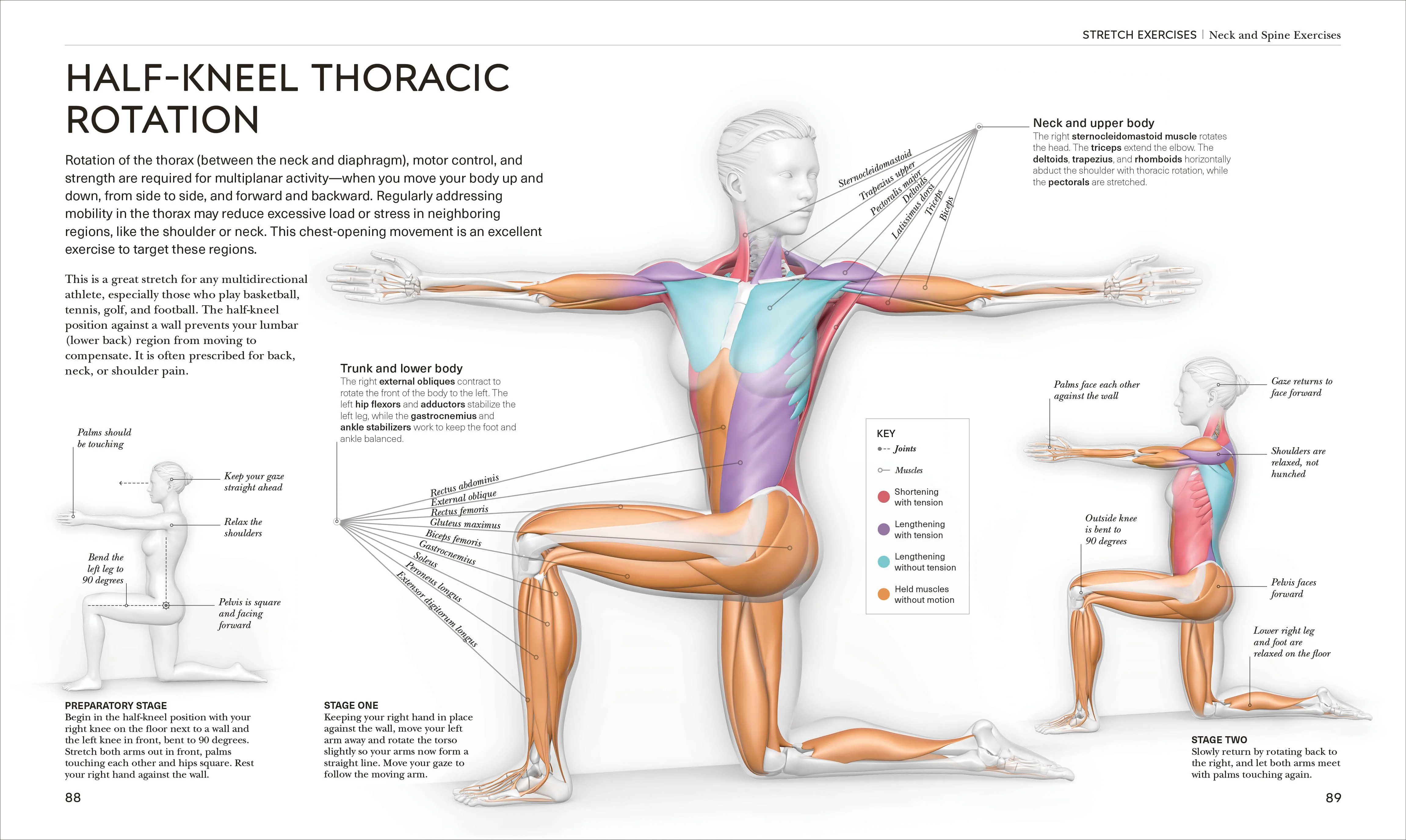 Science of Stretch - Image 4
