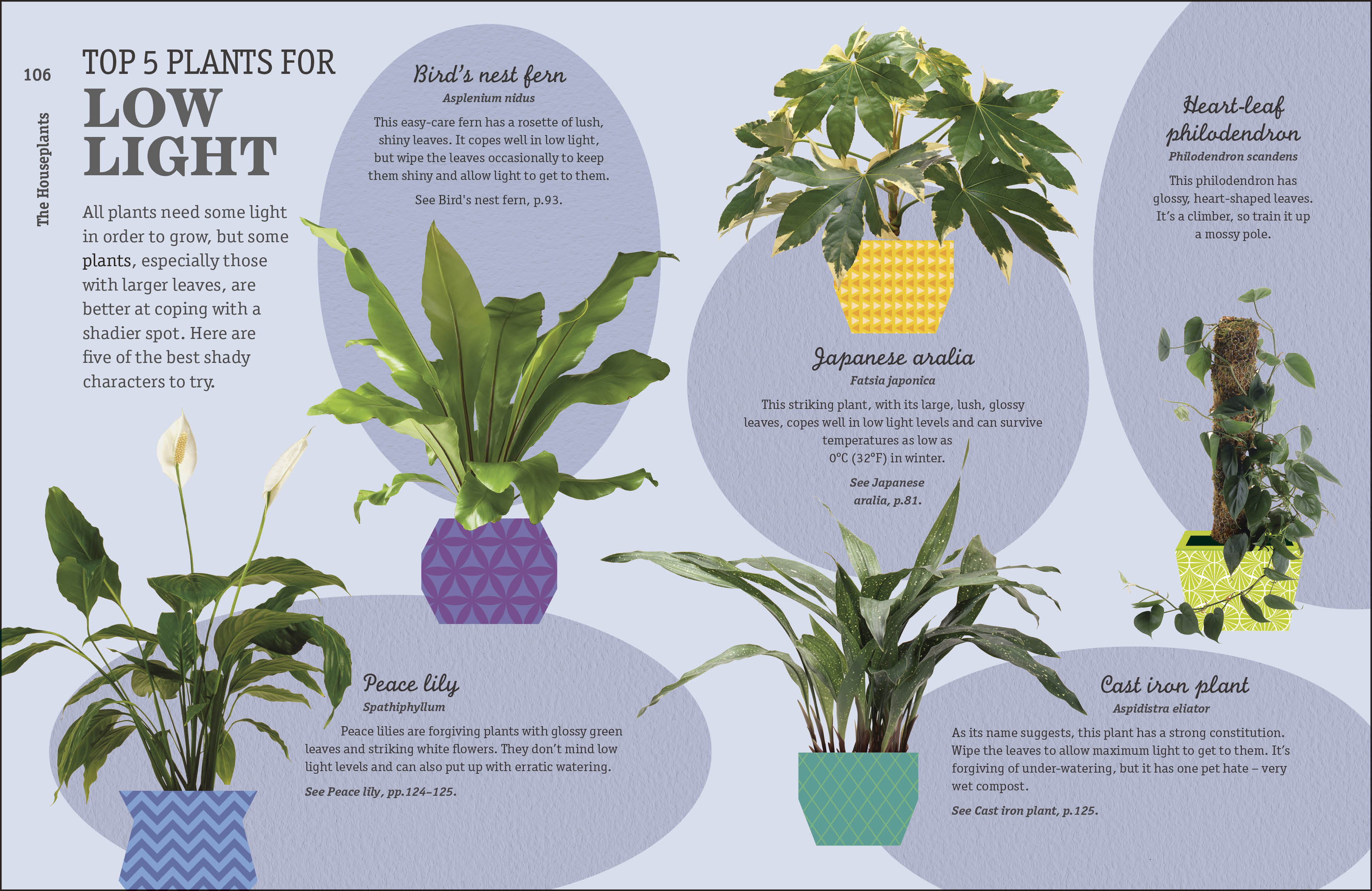 How Not to Kill Your Houseplant - Image 15