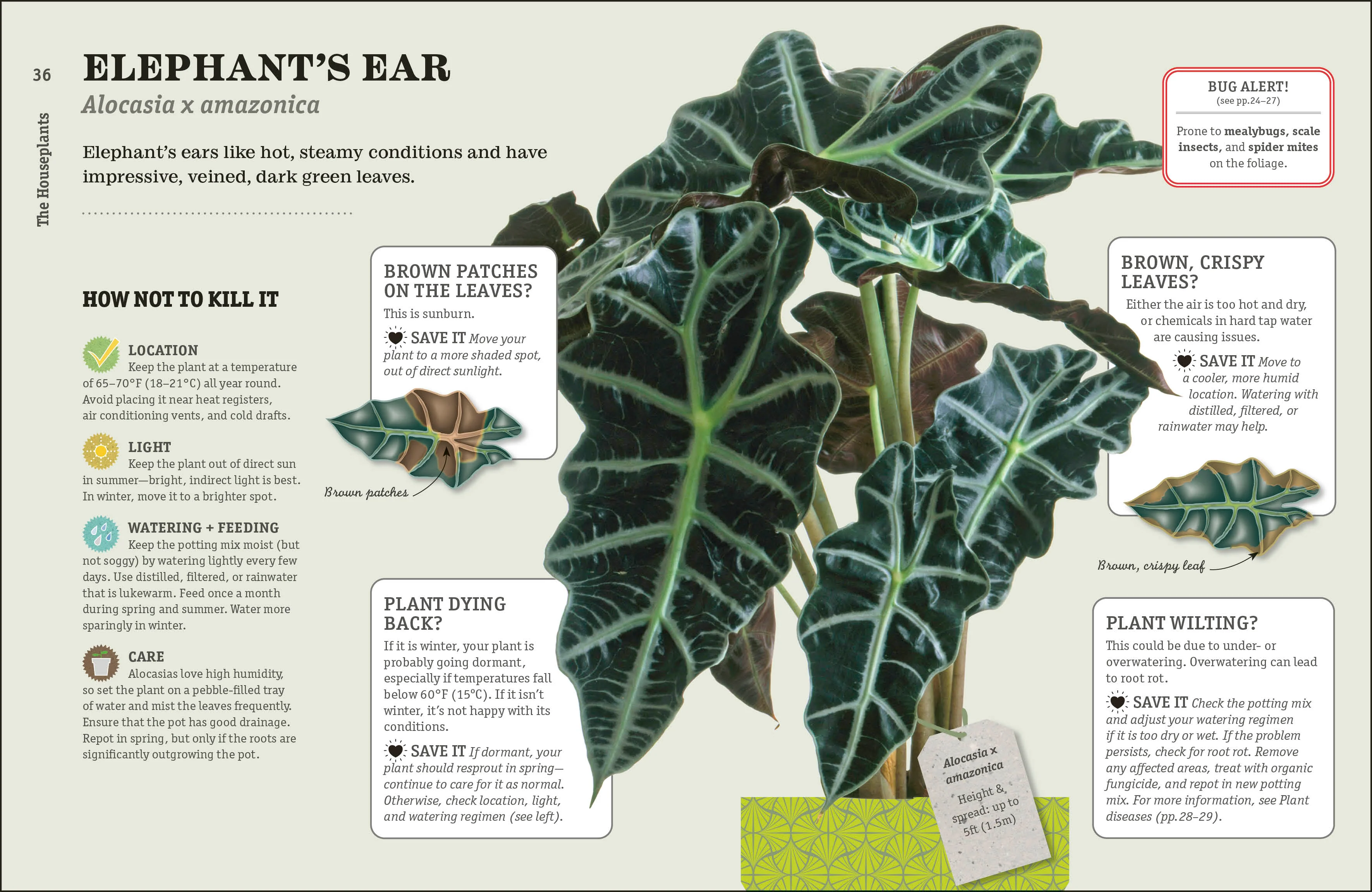 How Not to Kill Your Houseplant - Image 6