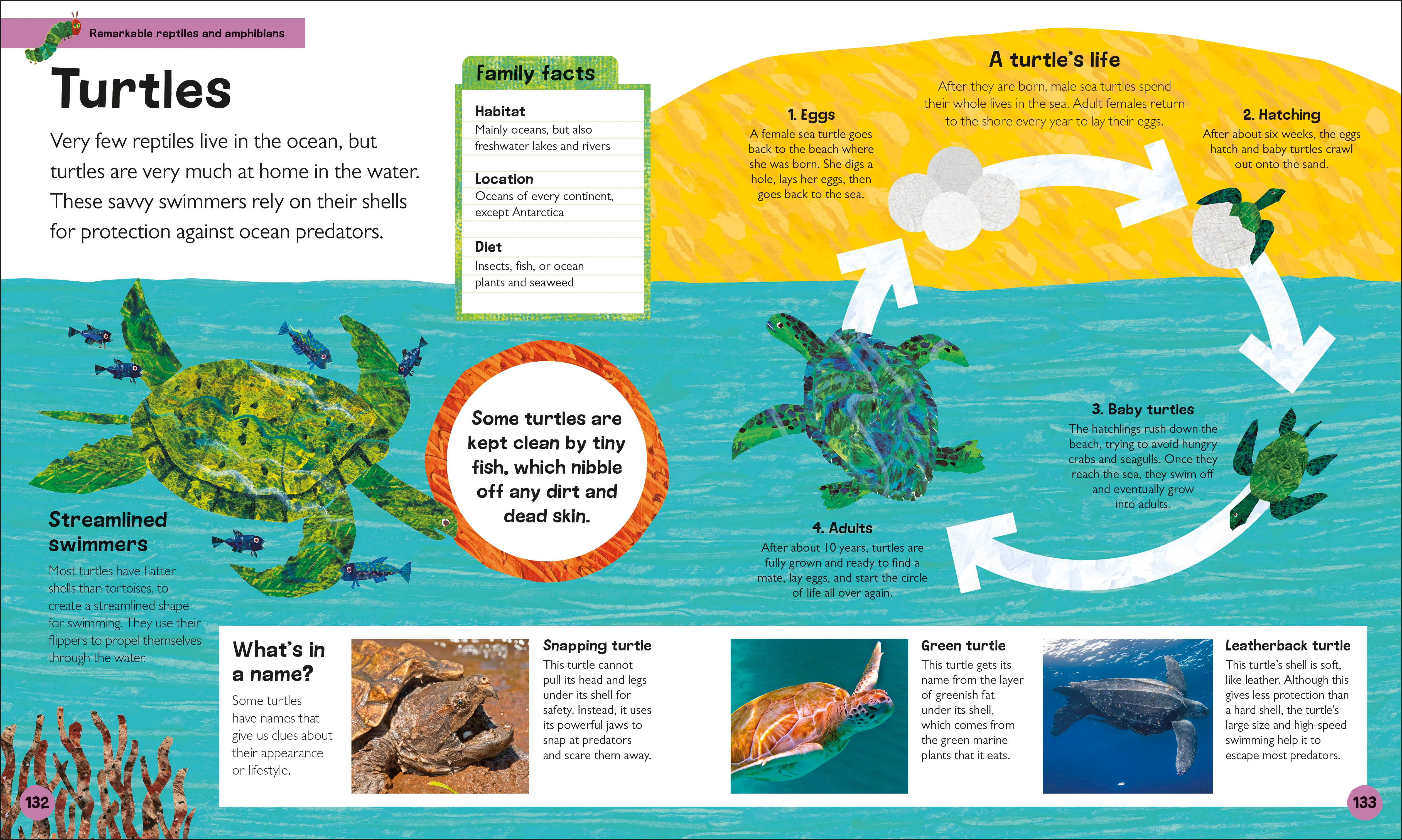 The Very Hungry Caterpillar's Very First Animal Encyclopedia - Image 5
