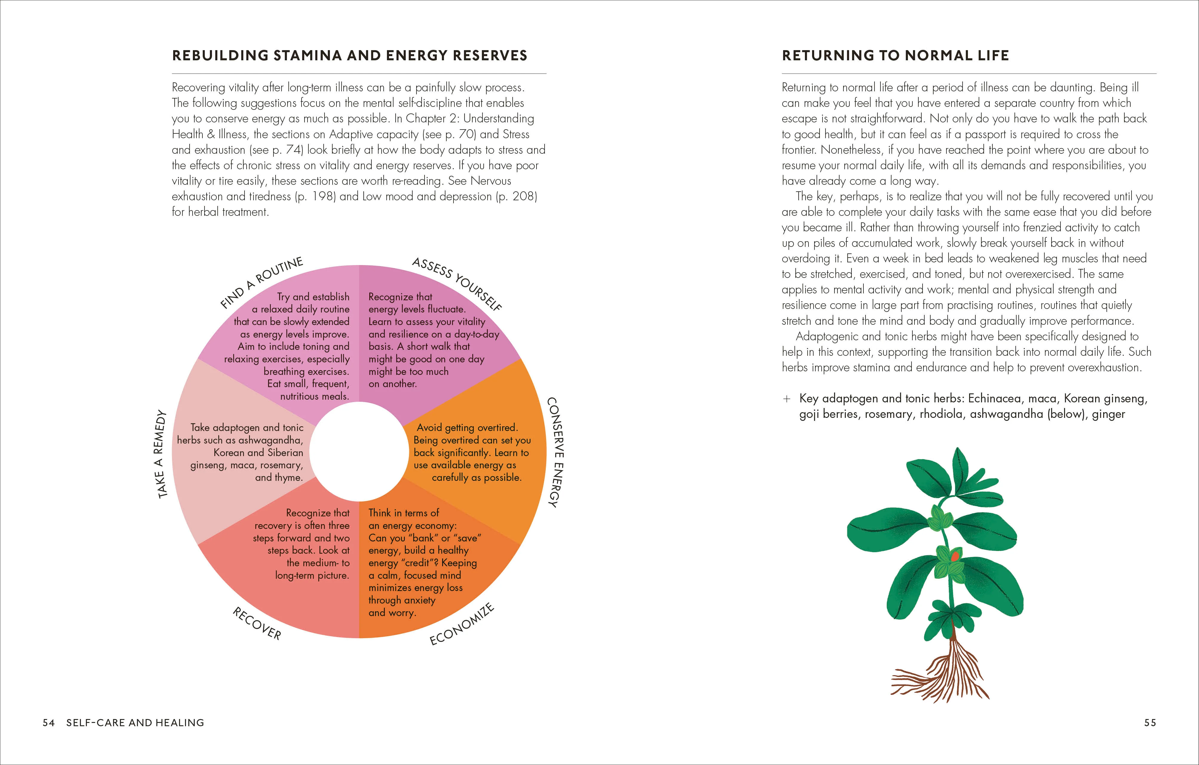 The Home Herbal - Image 10