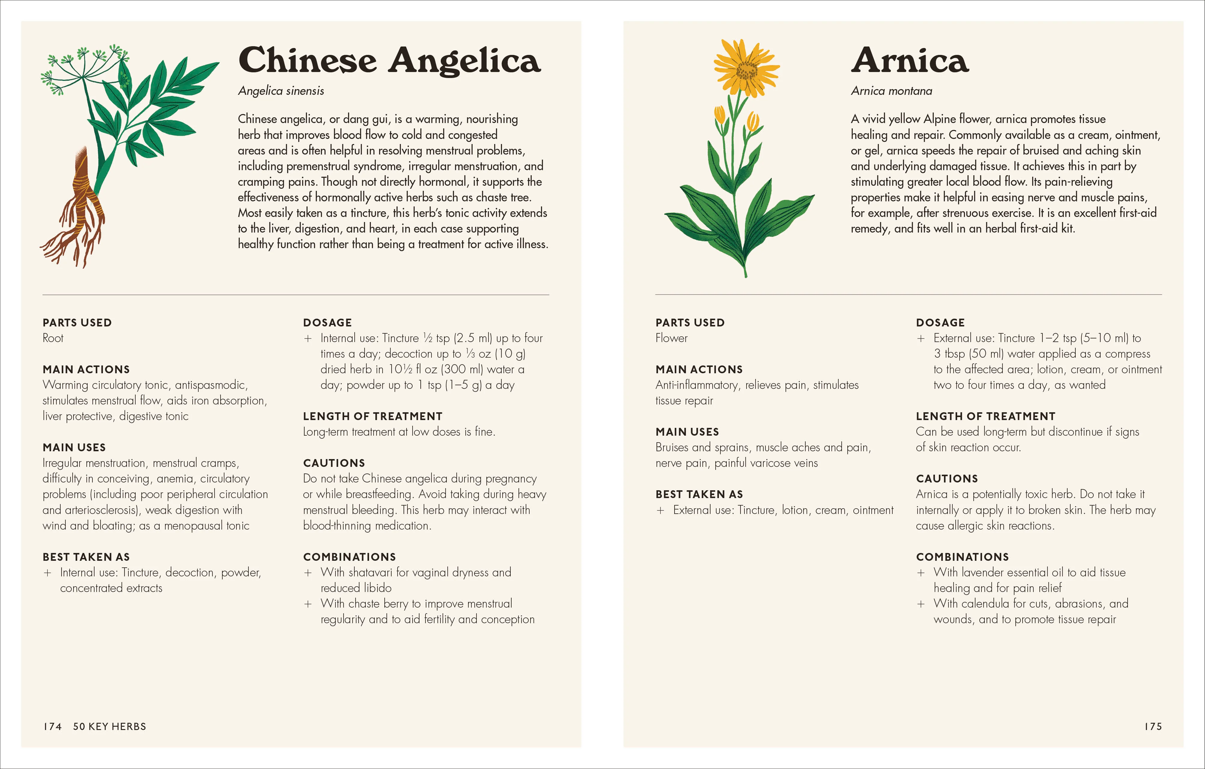 The Home Herbal - Image 6