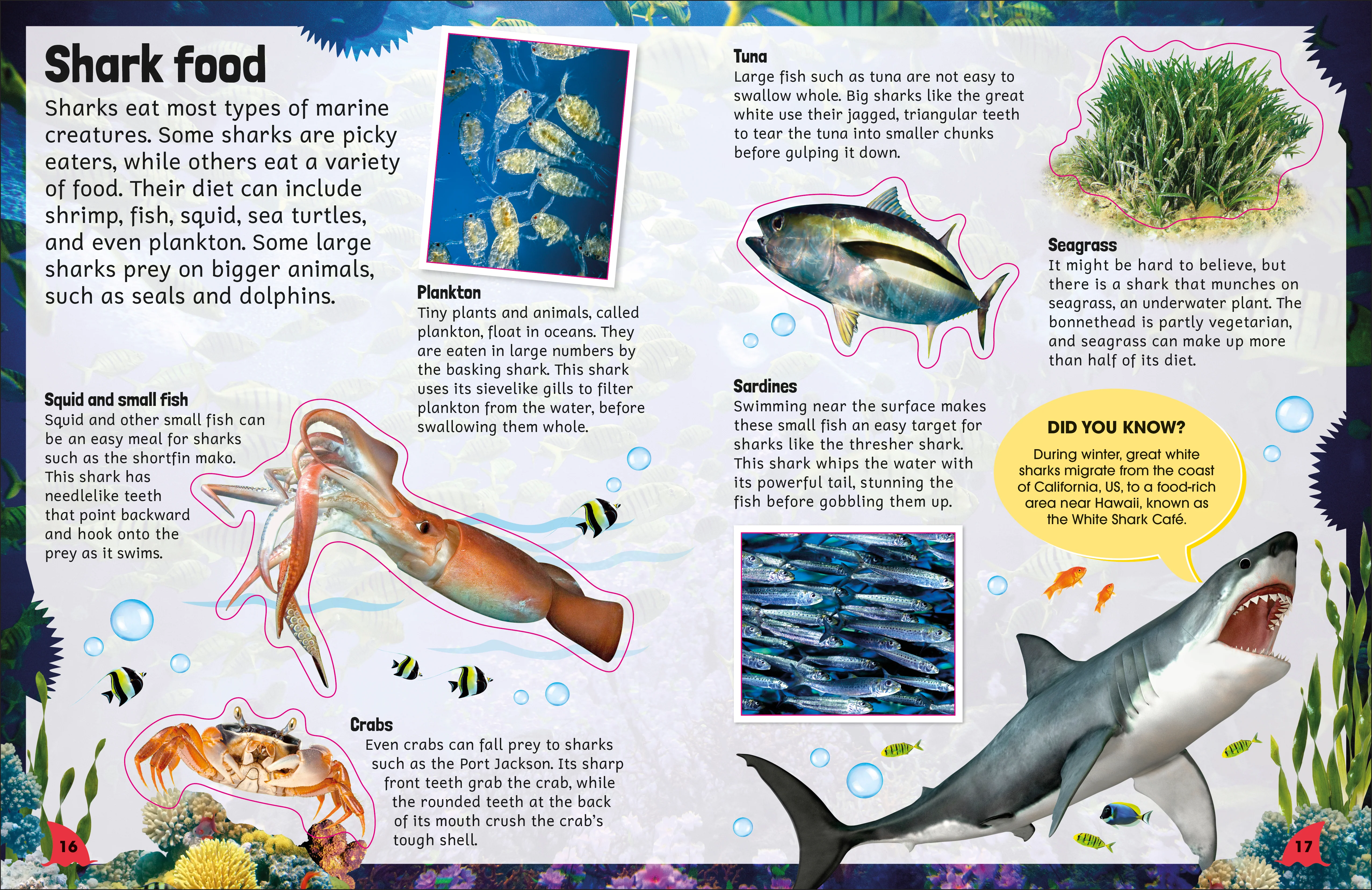 Sticker Encyclopedia Sharks - Image 4