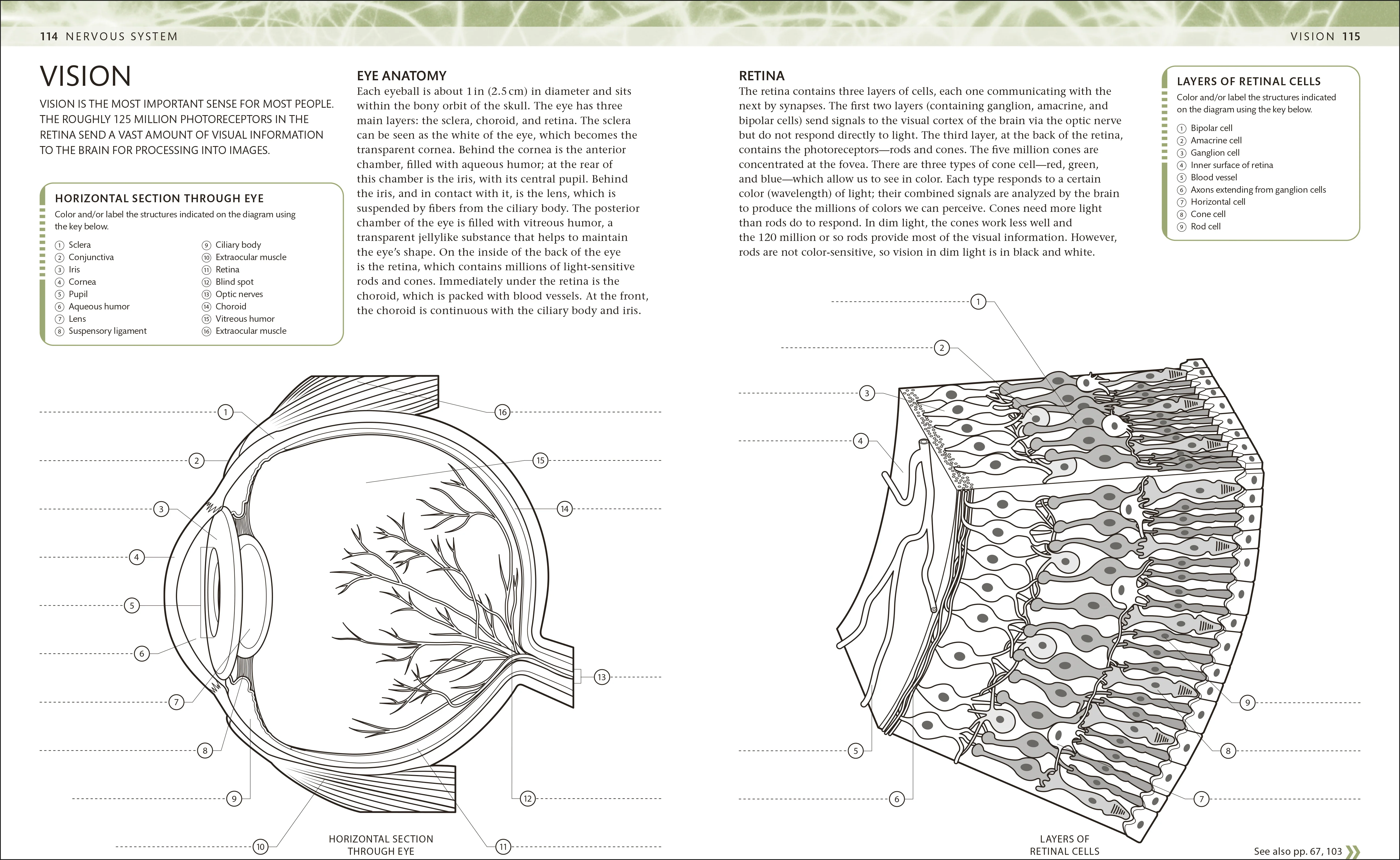 The Human Body Coloring Book - Image 4