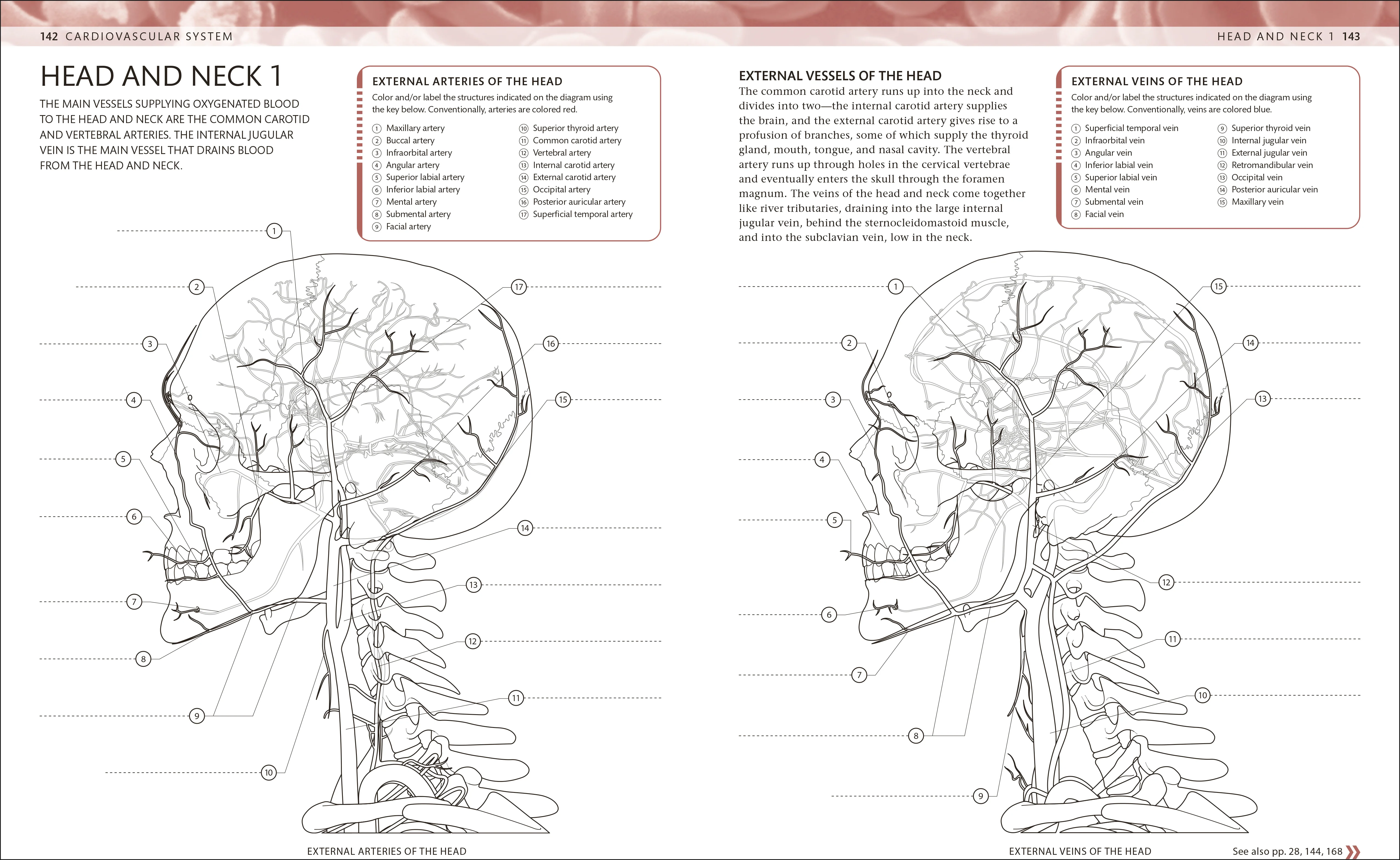 The Human Body Coloring Book - Image 5
