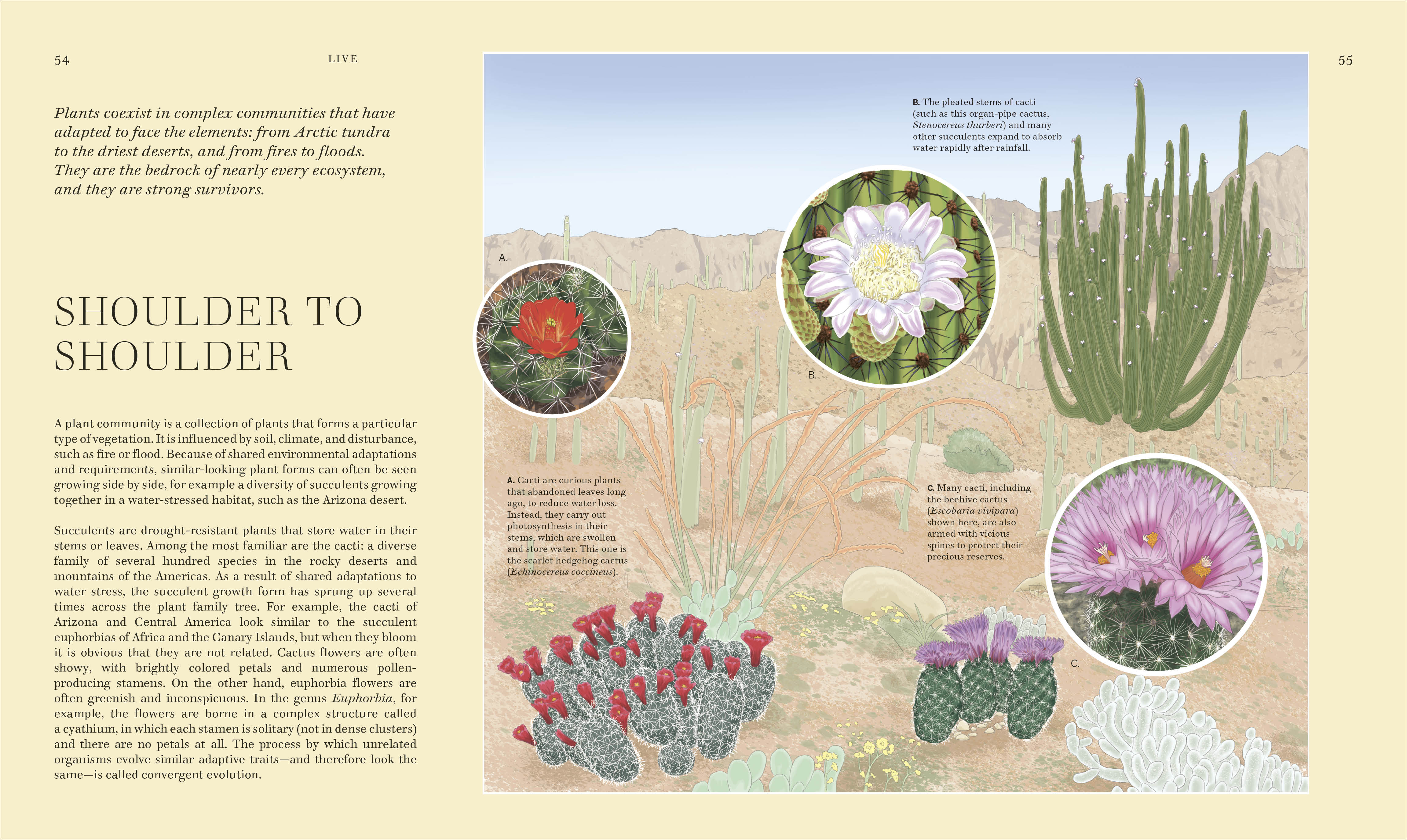 Wildflowers - Image 4