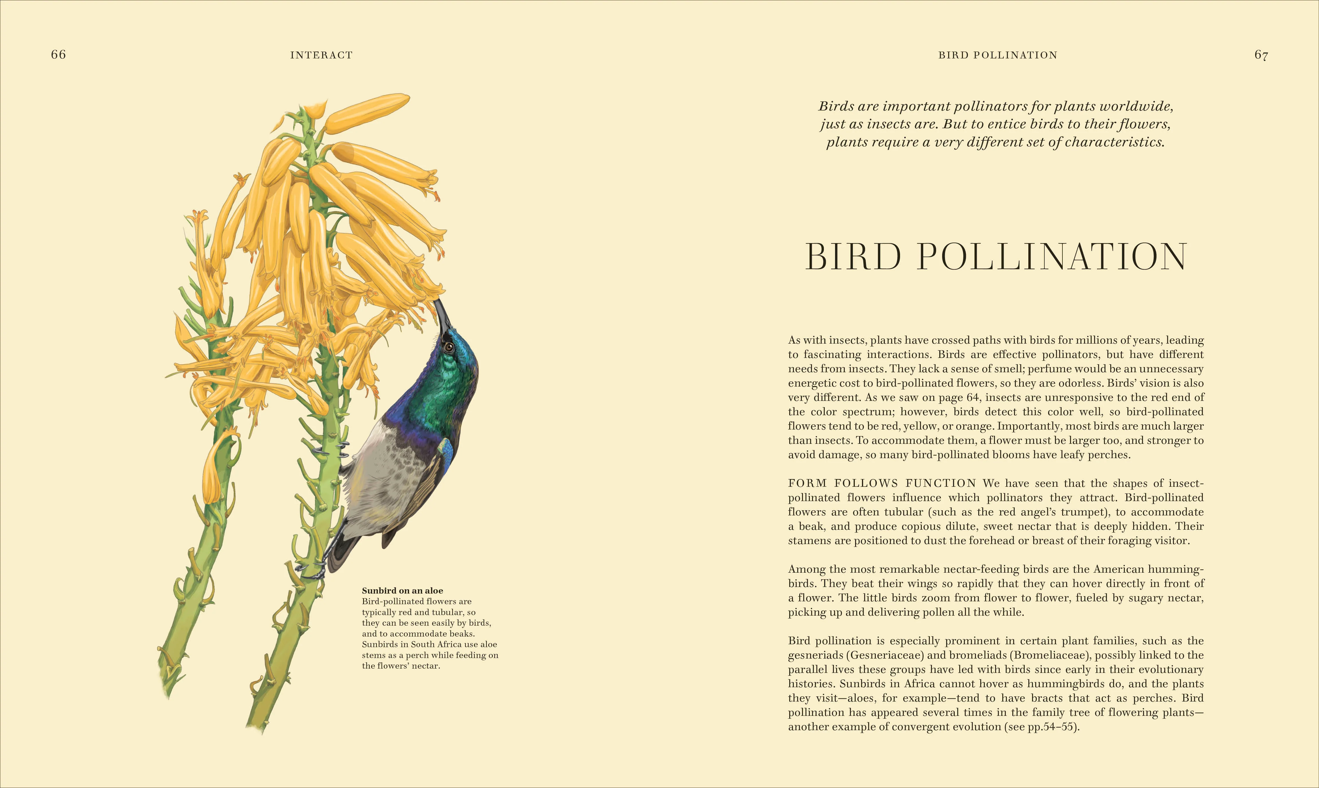 Wildflowers - Image 5