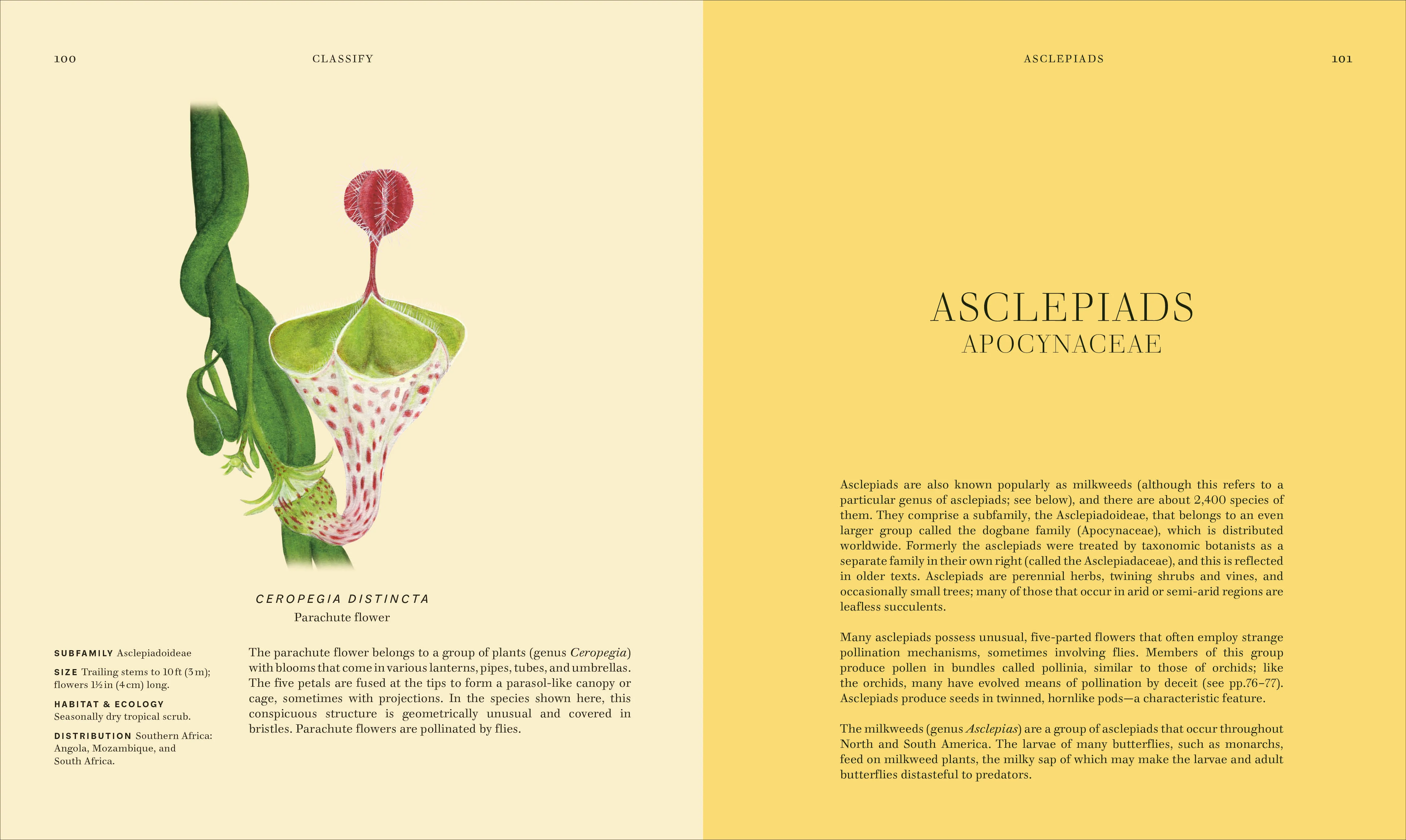 Wildflowers - Image 6