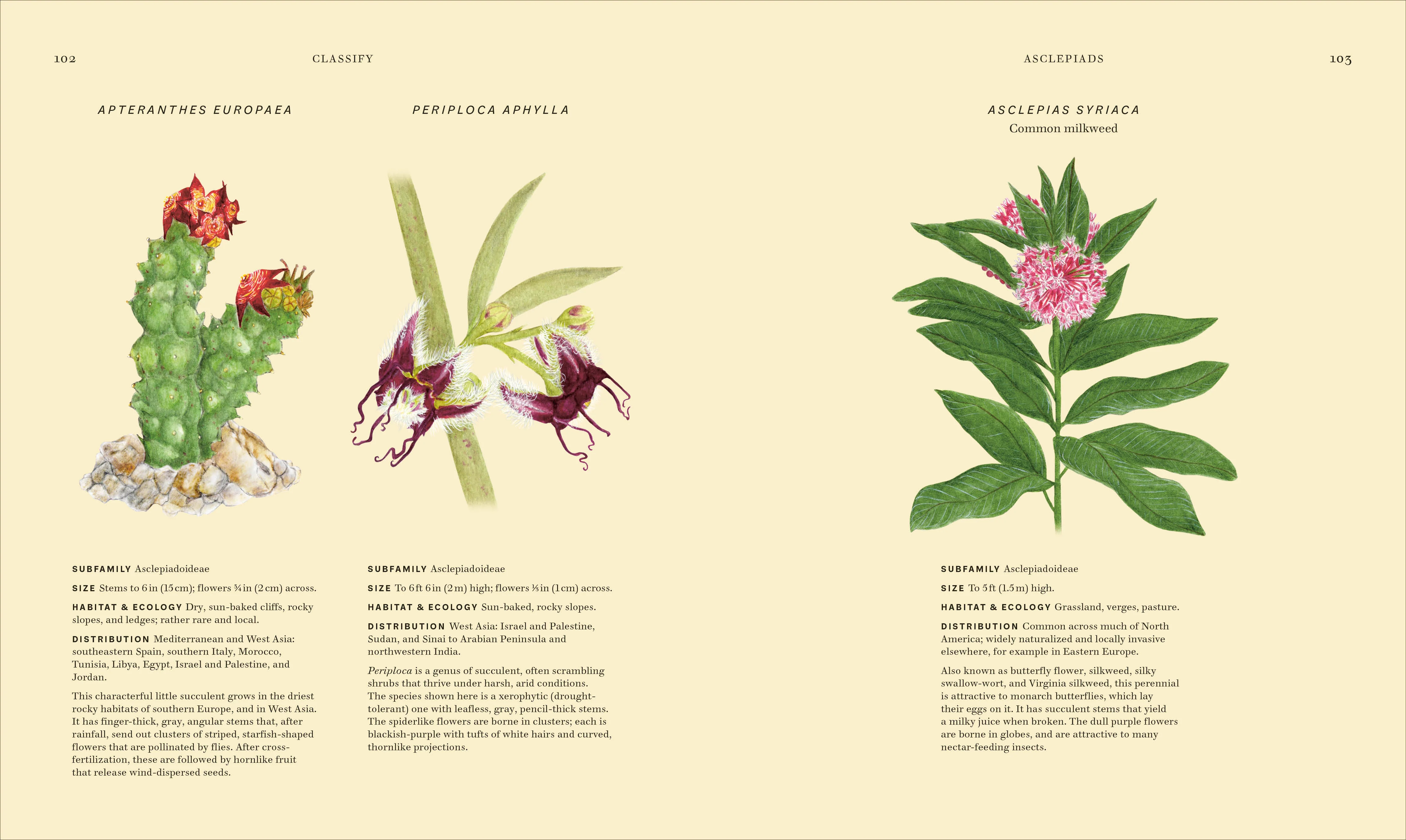 Wildflowers - Image 7