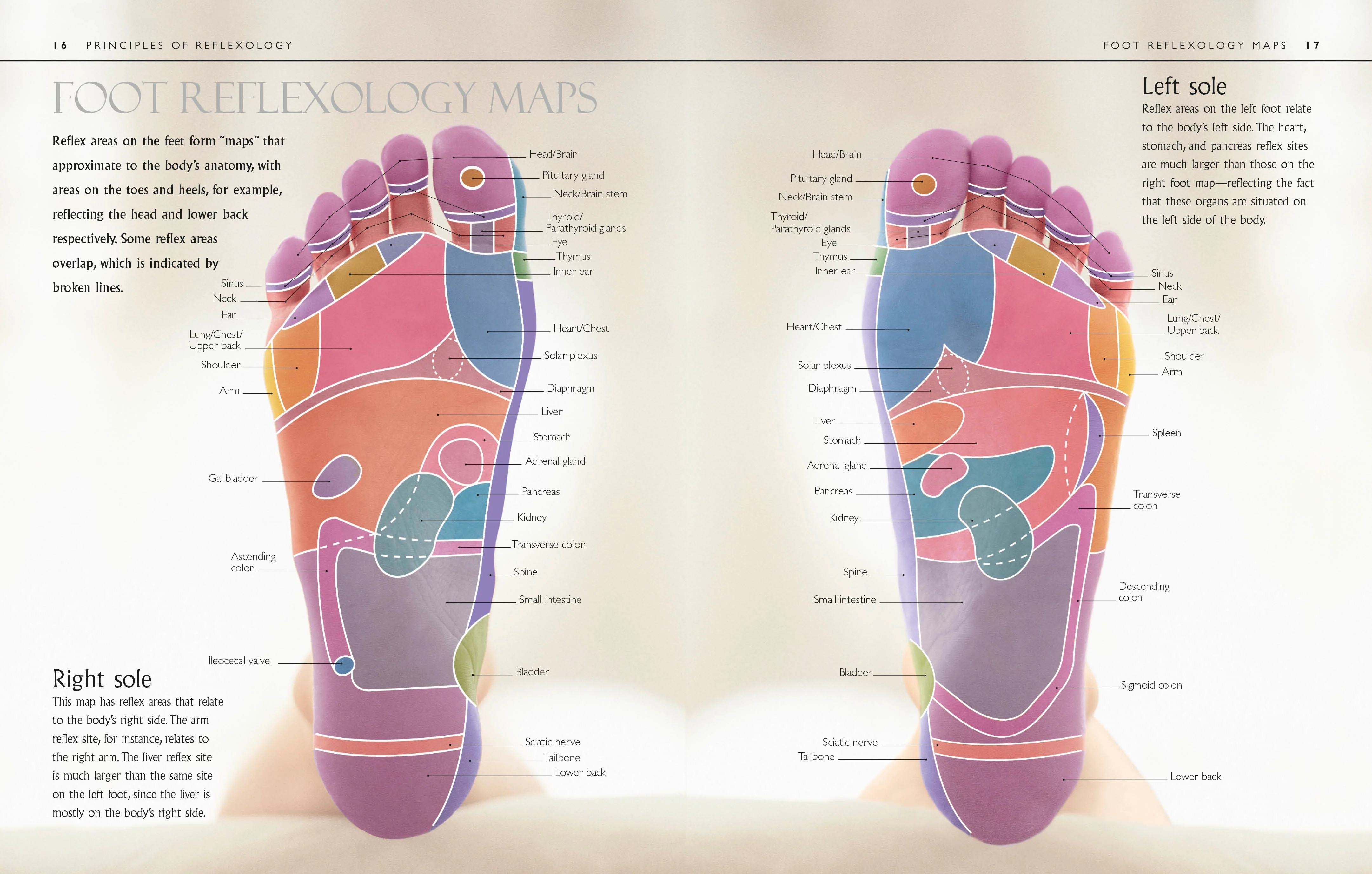 Reflexology - Image 3