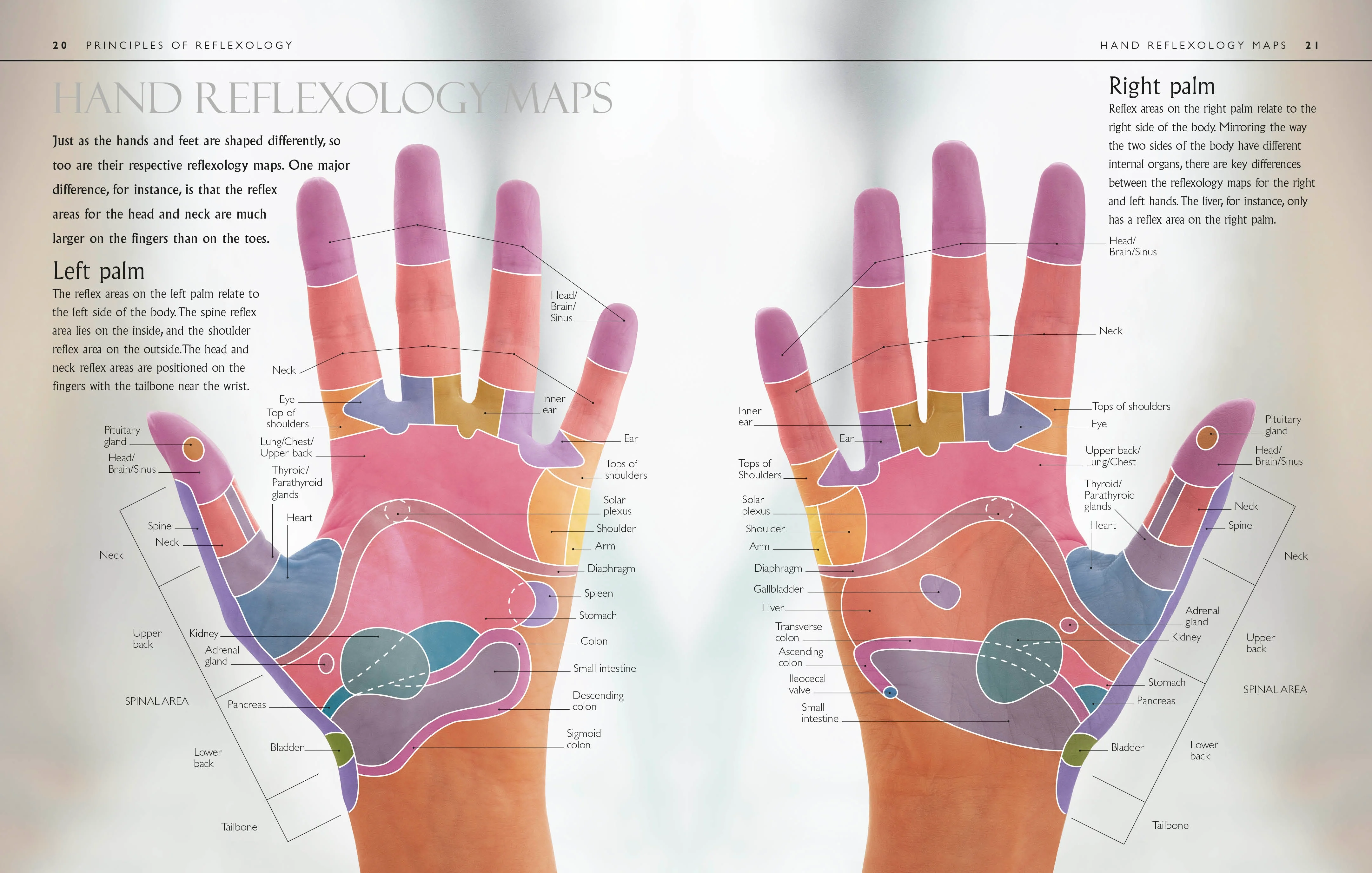 Reflexology - Image 4