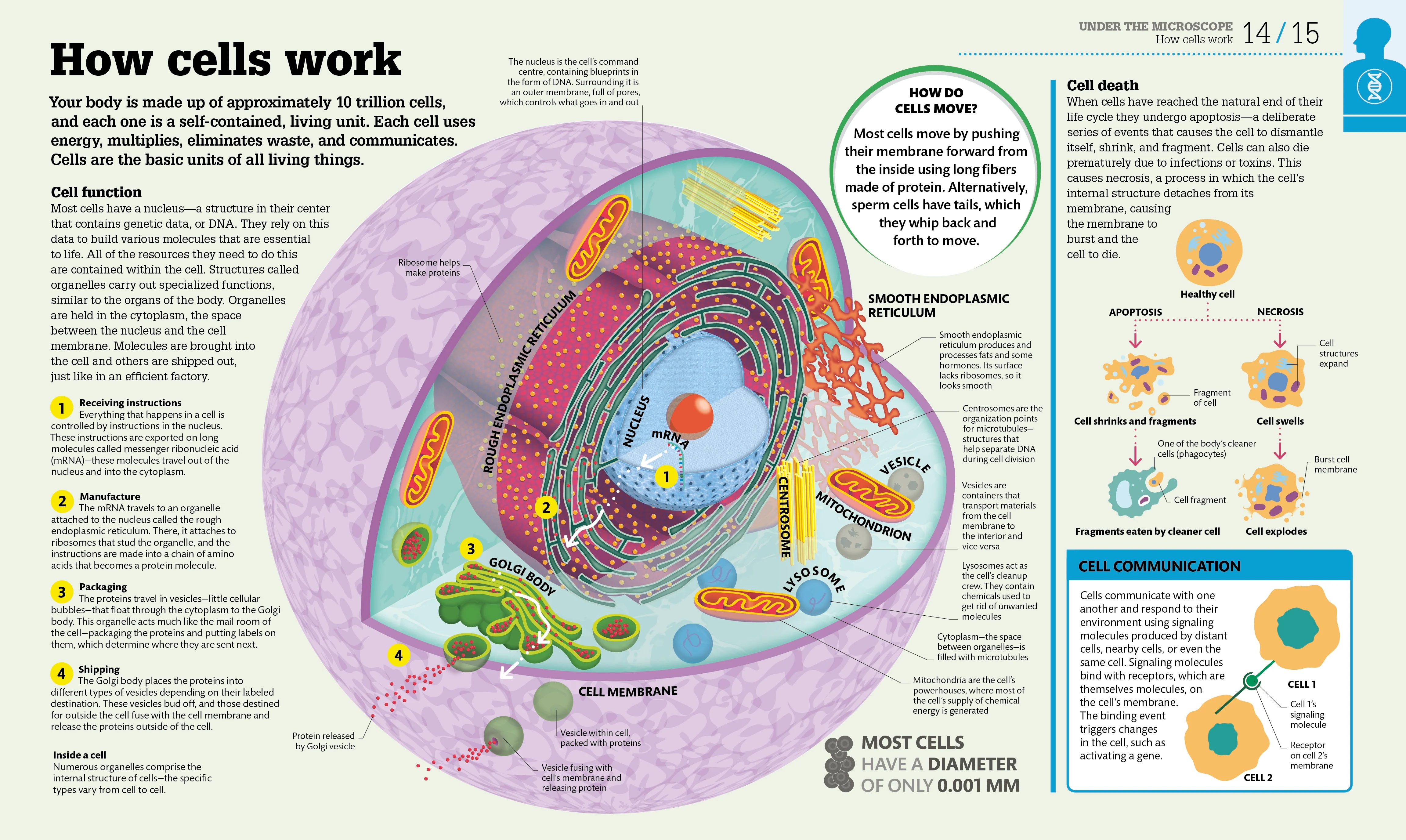 How the Body Works - Image 2