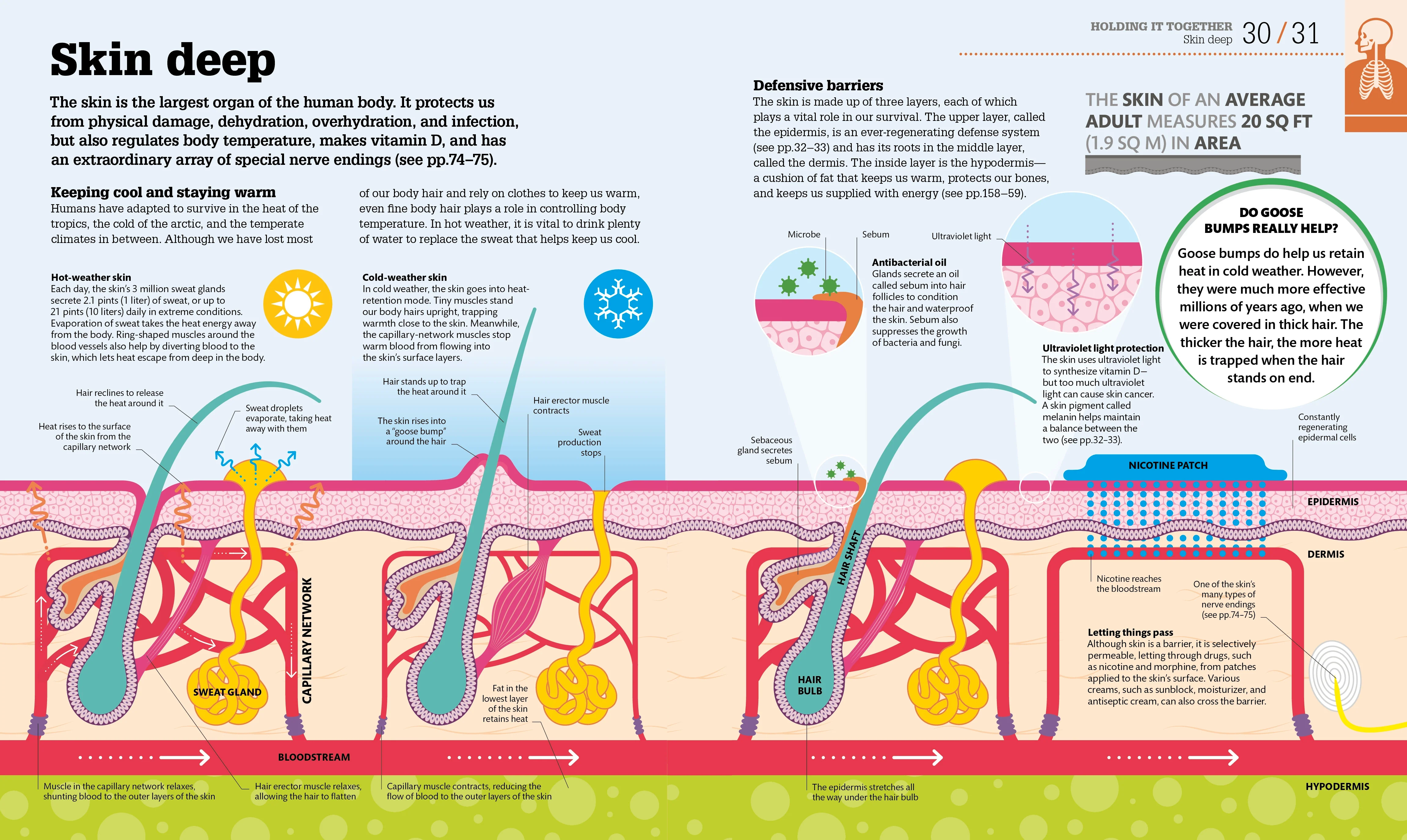 How the Body Works - Image 3