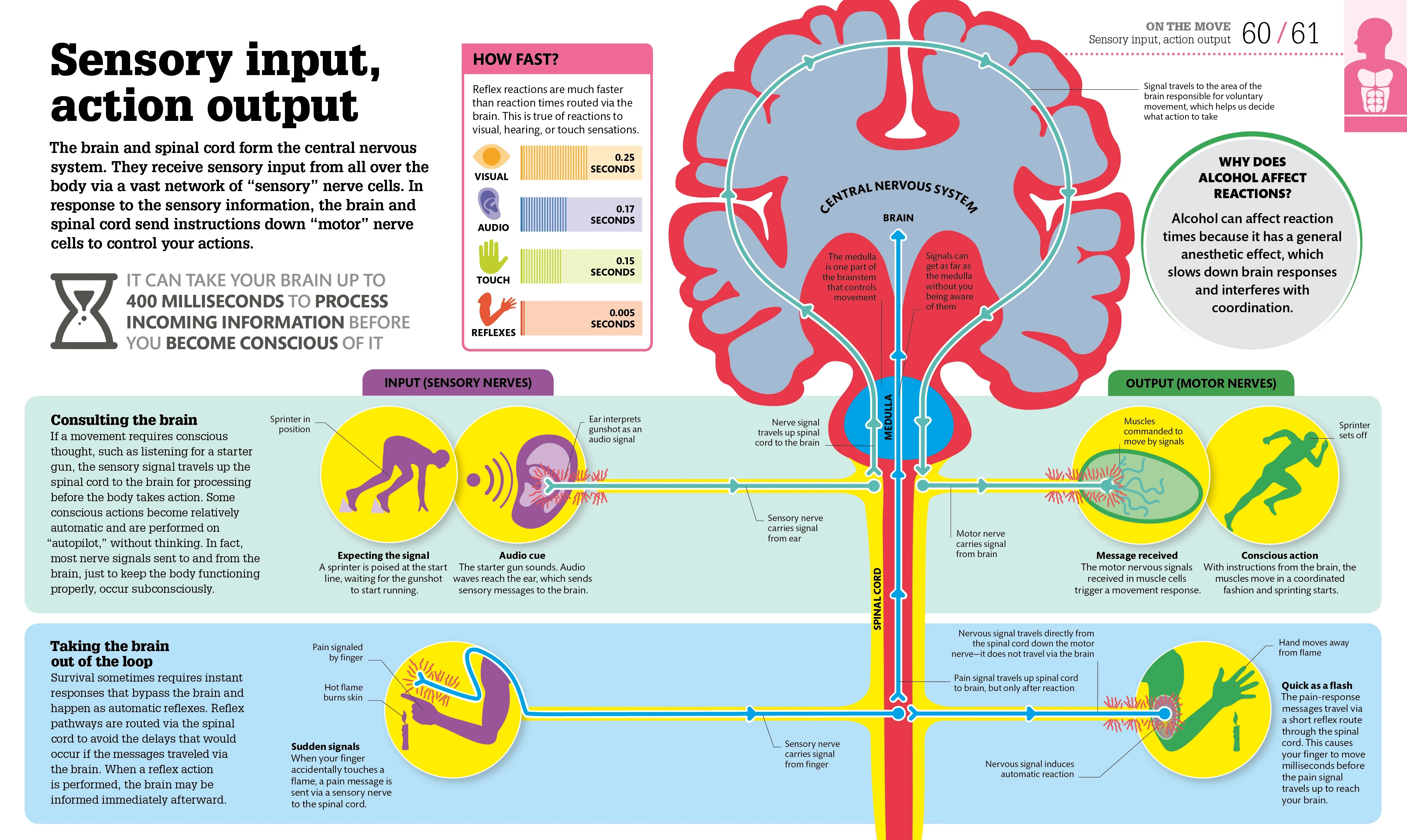 How the Body Works - Image 4