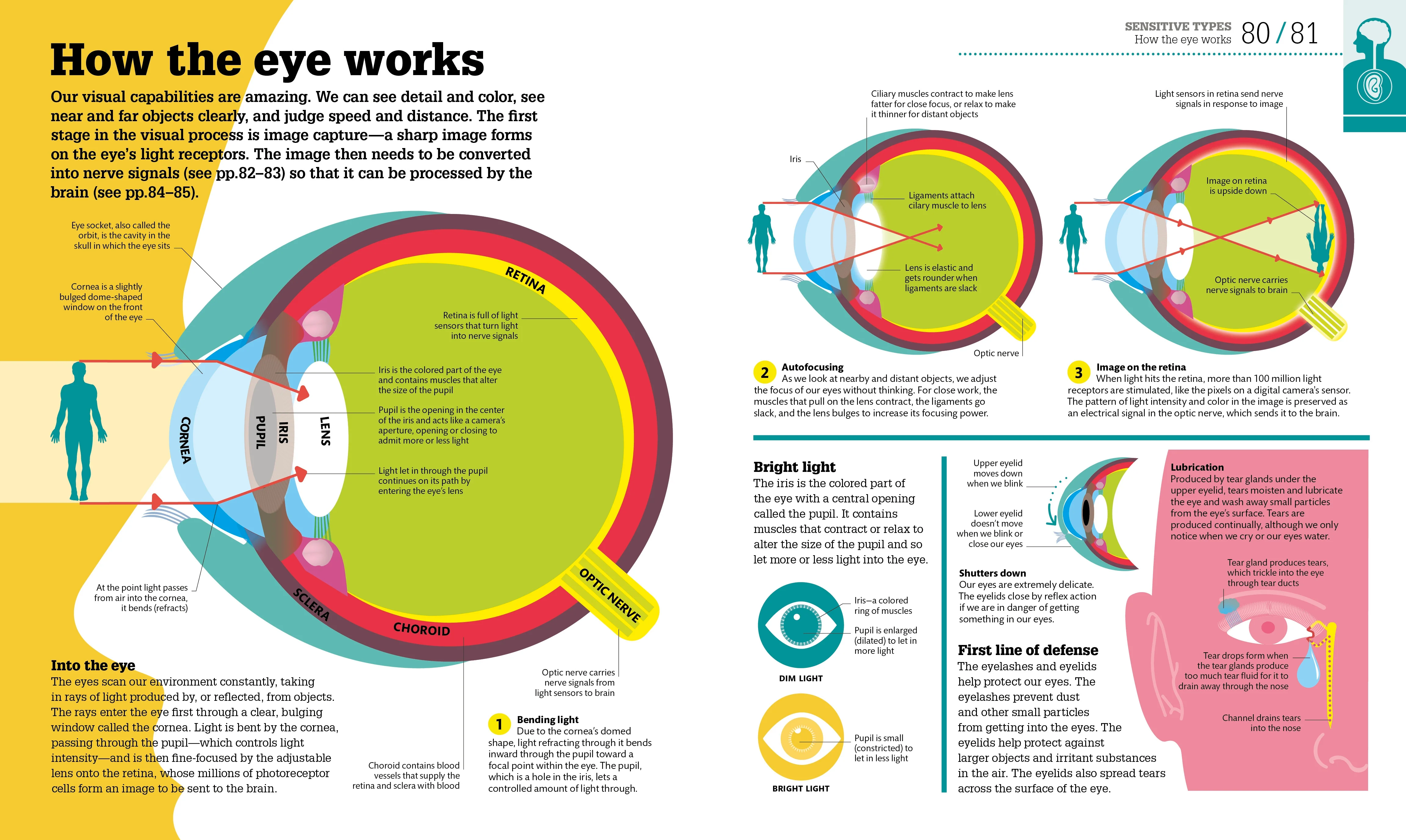 How the Body Works - Image 5
