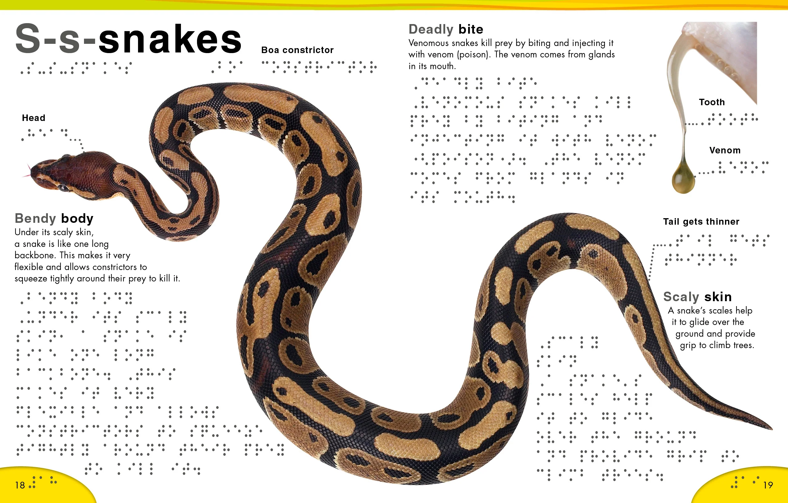 DK Braille: Animals - Image 4