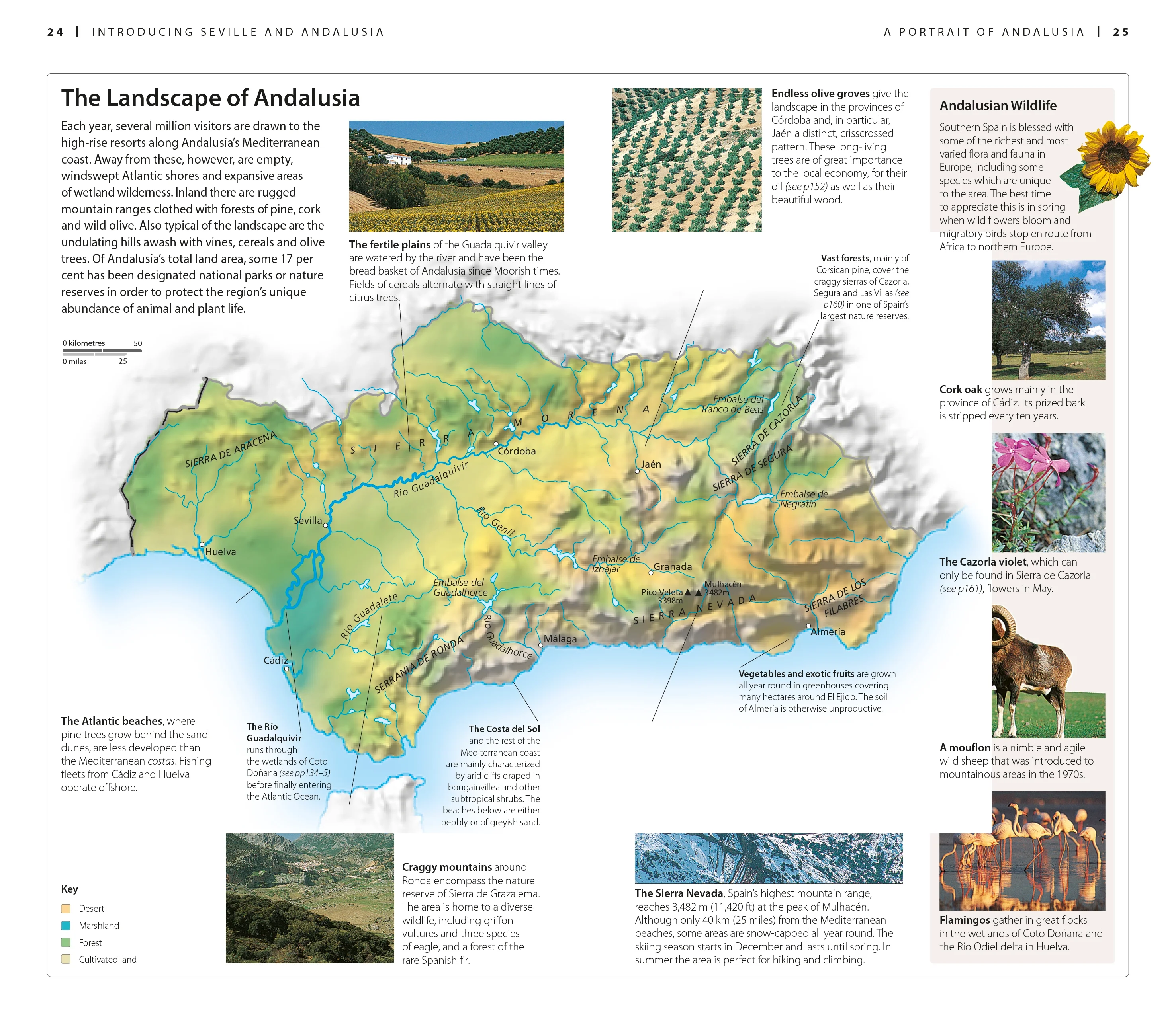 DK Seville and Andalucía - Image 2