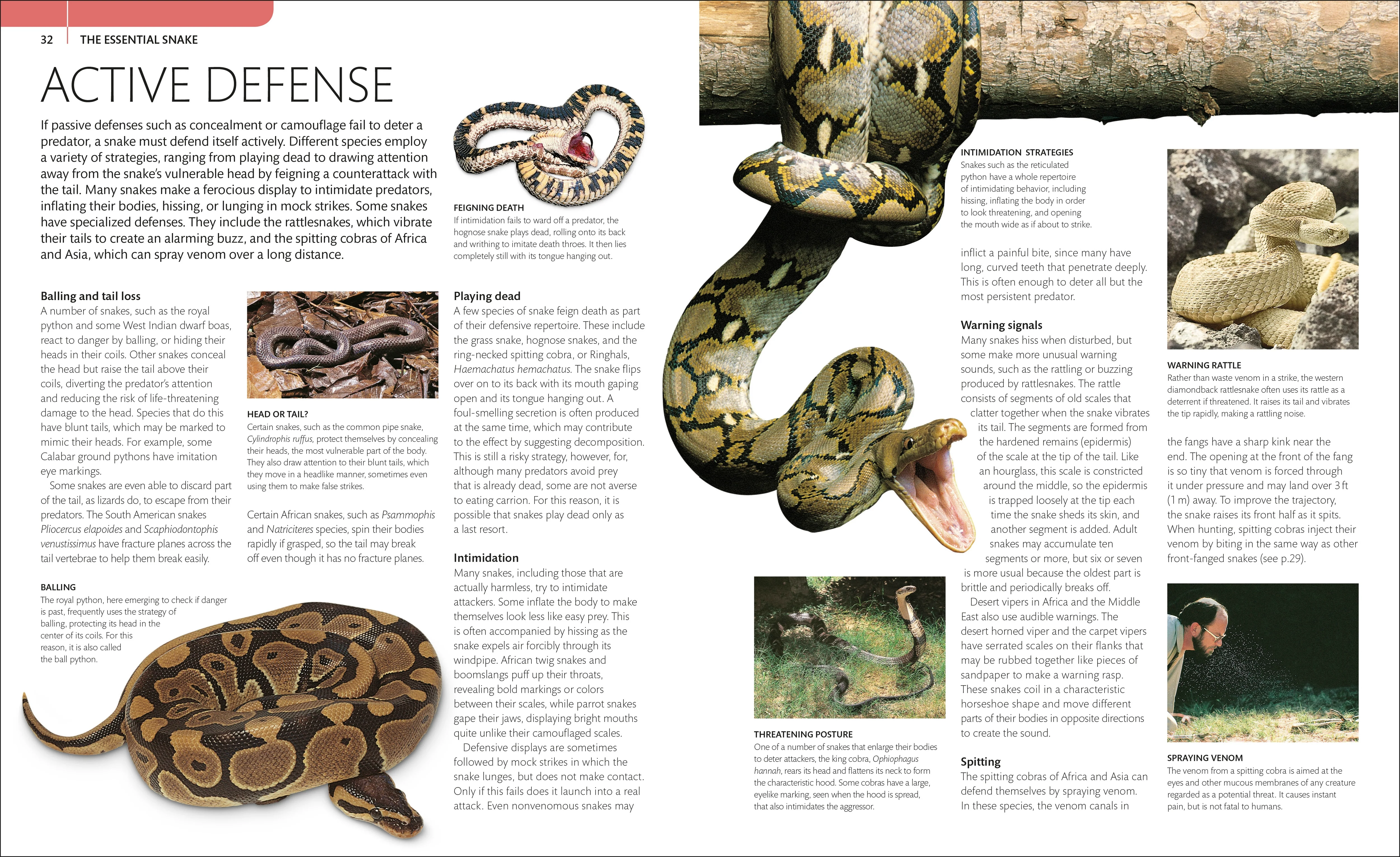 Snake - Image 2