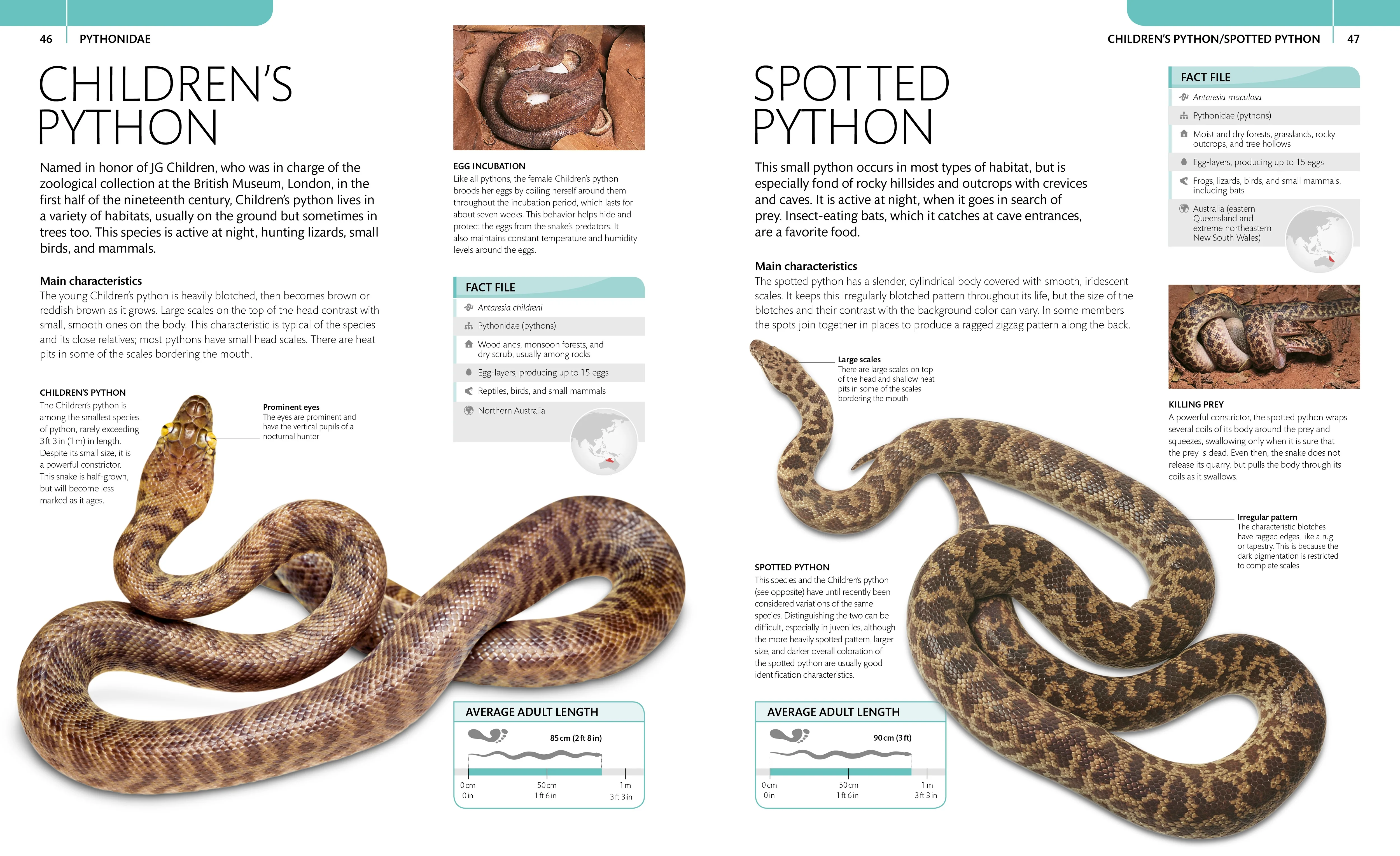 Snake - Image 5