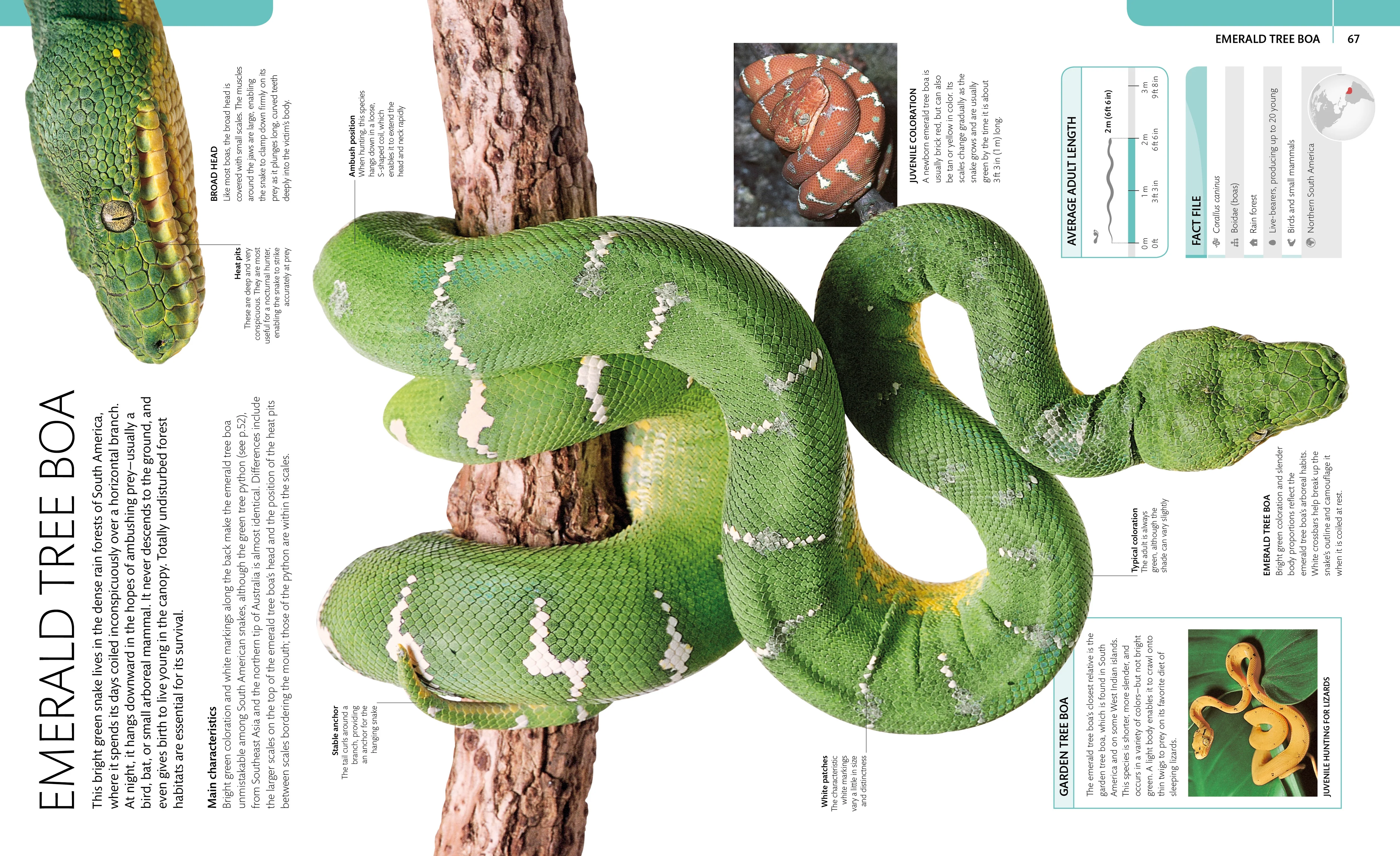 Snake - Image 6