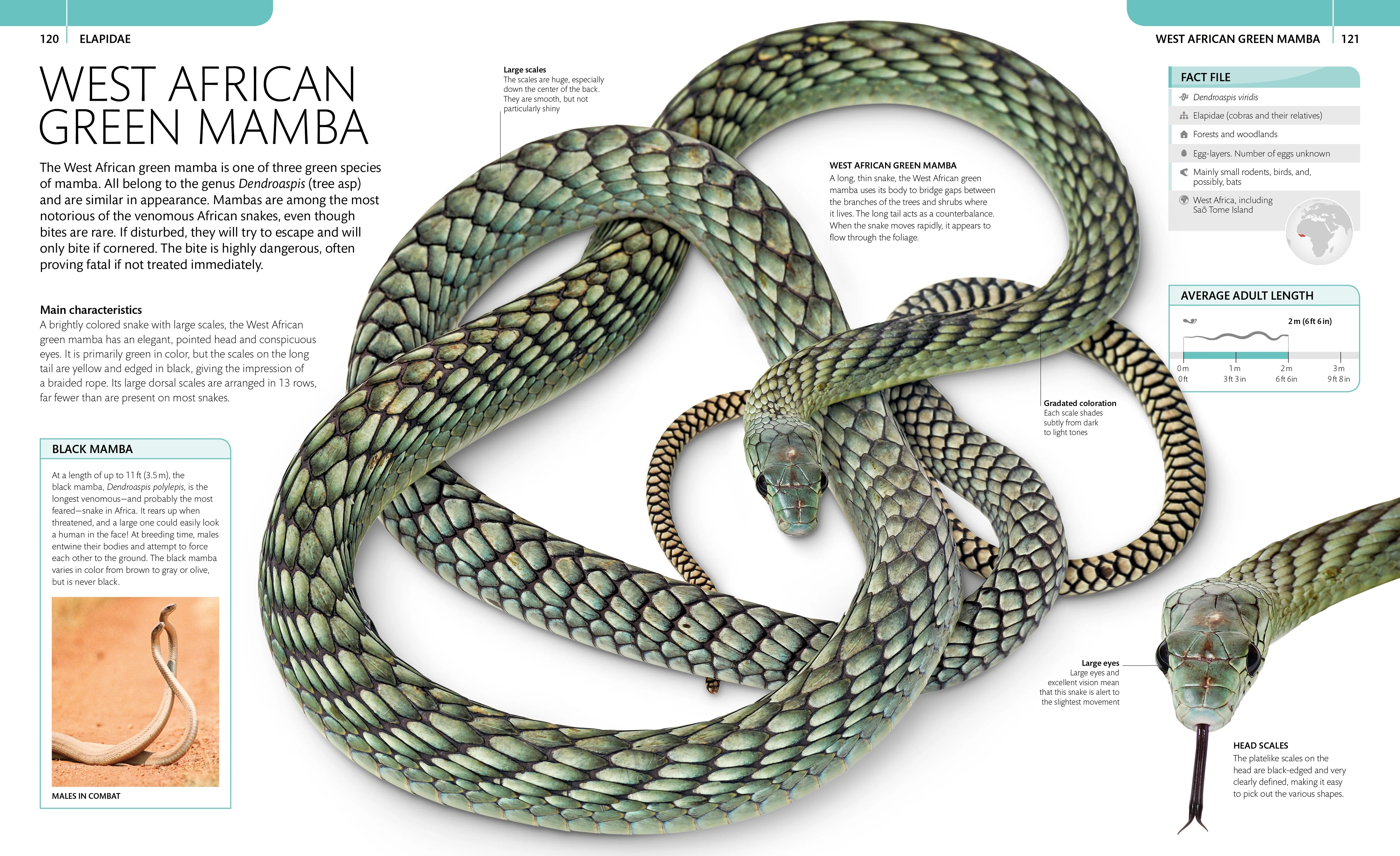 Snake - Image 7