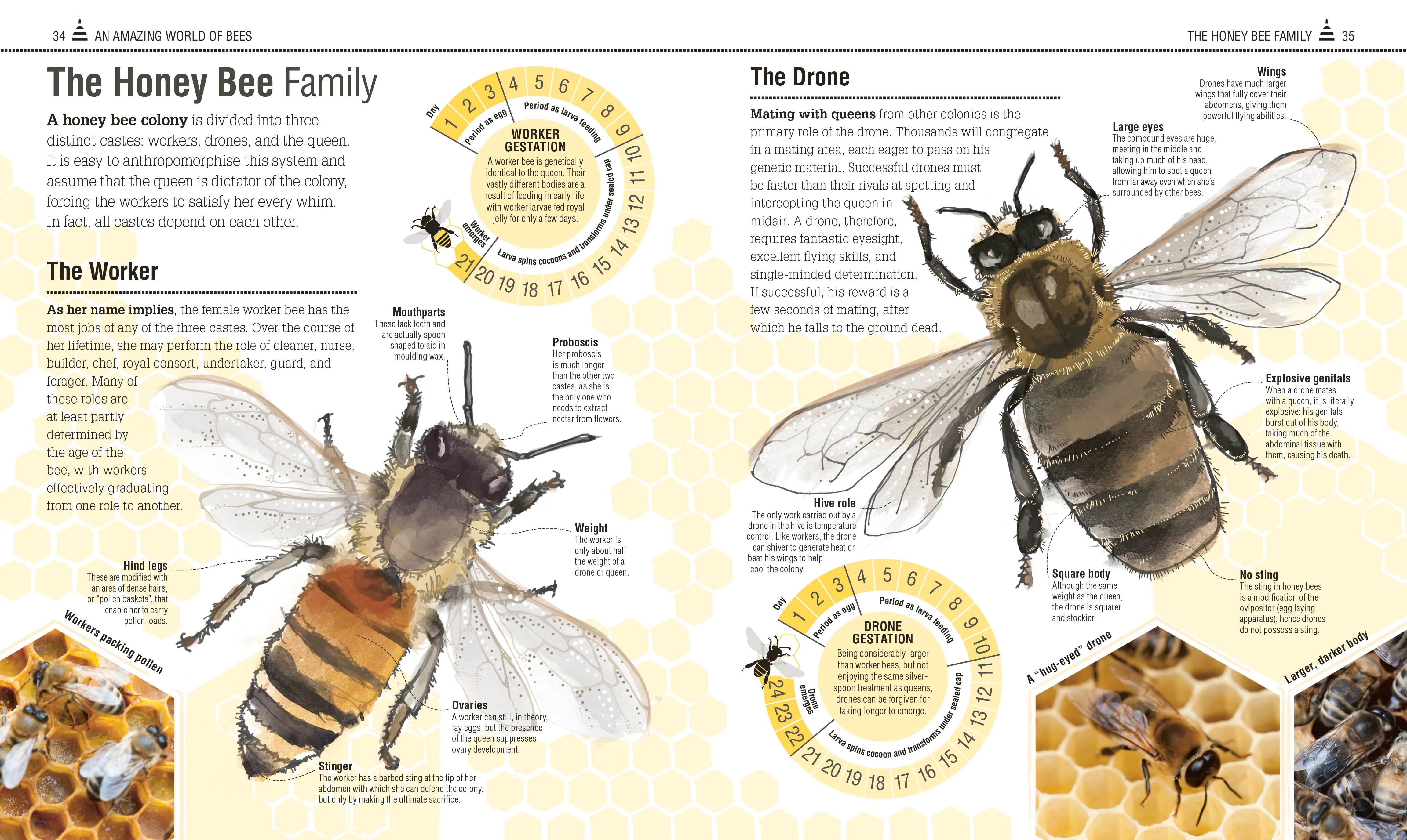 The Bee Book - Image 3