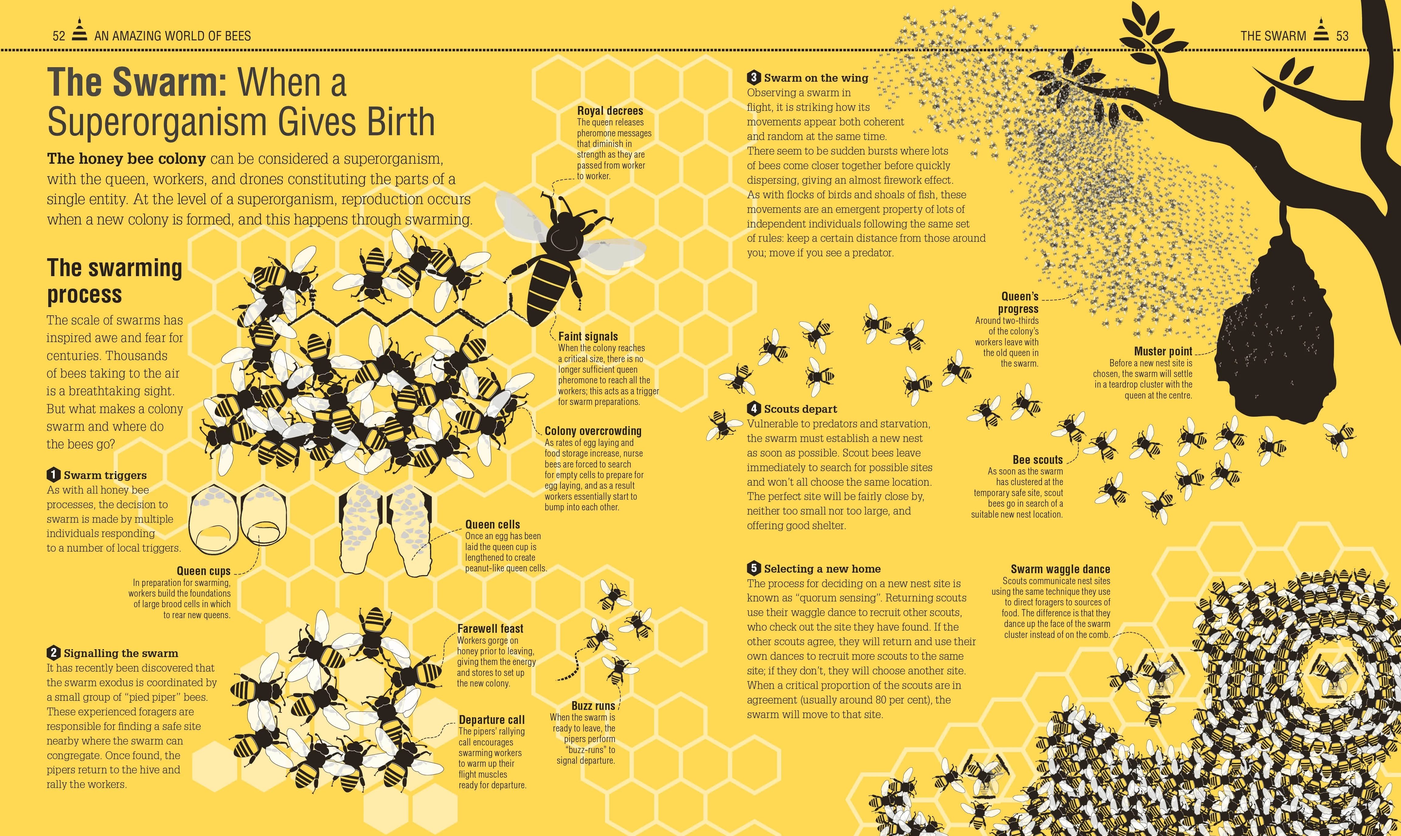 The Bee Book - Image 4