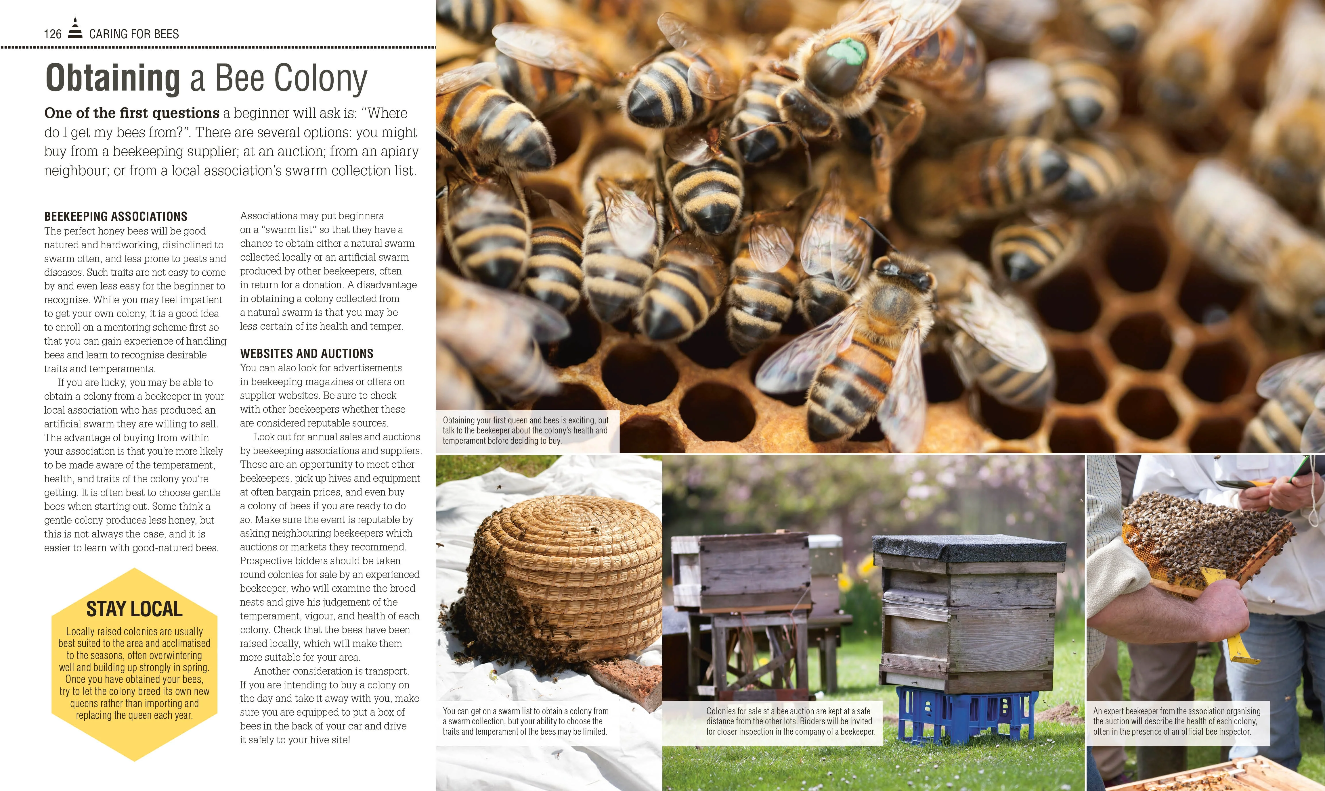 The Bee Book - Image 5