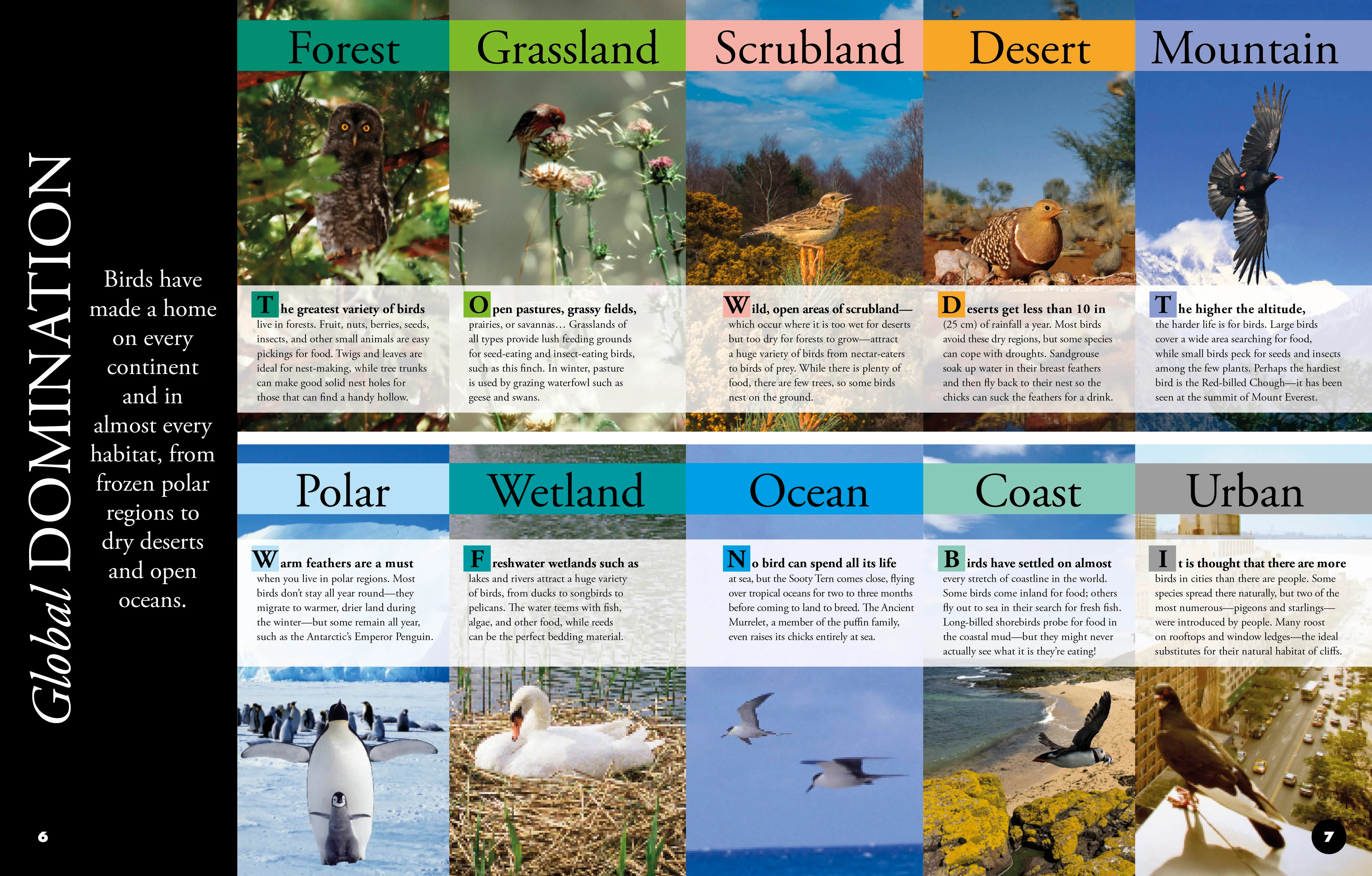 Everything You Need to Know About Birds - Image 2