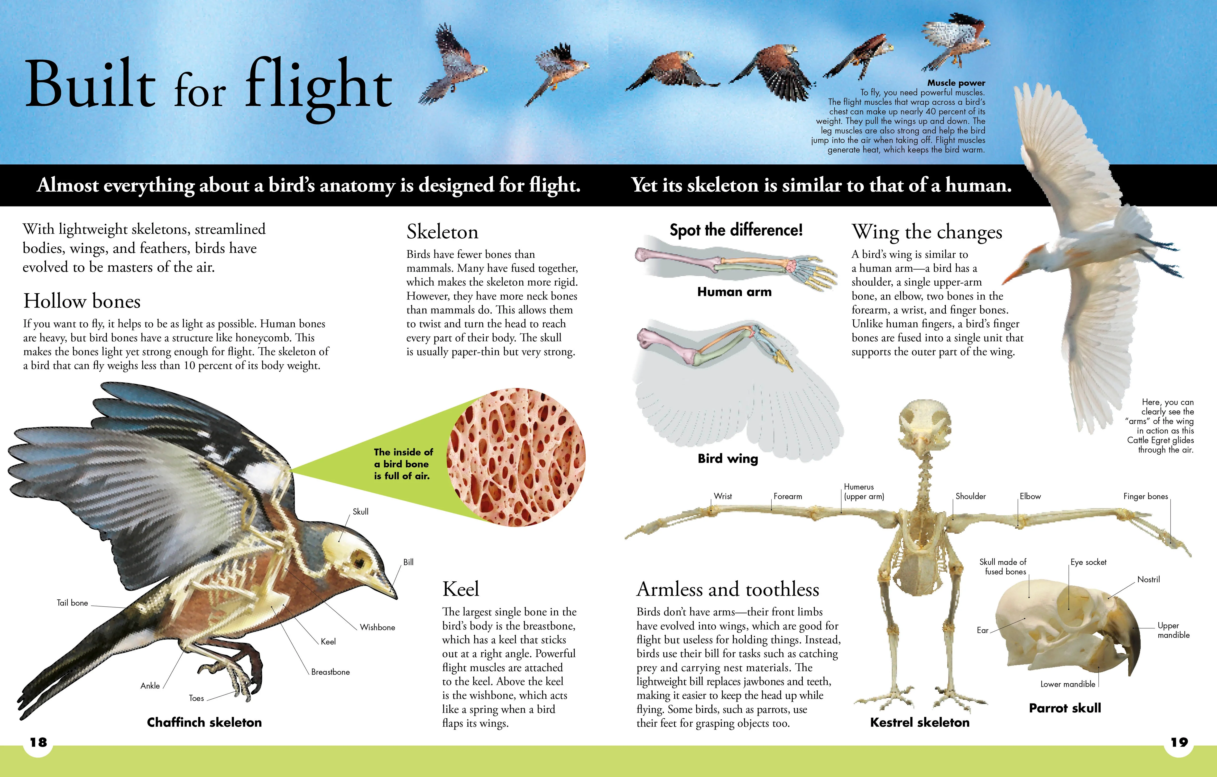 Everything You Need to Know About Birds - Image 3