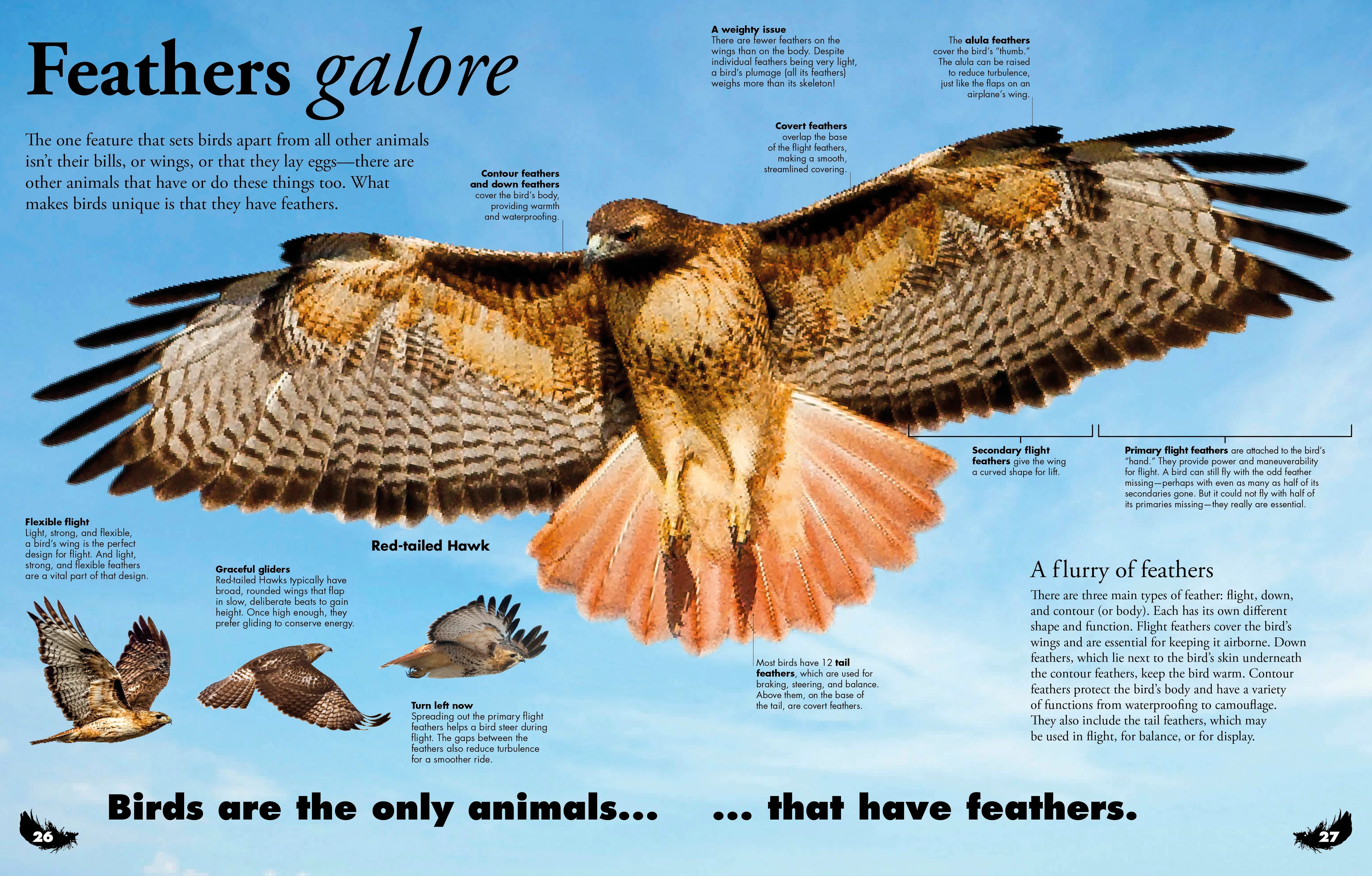 Everything You Need to Know About Birds - Image 4