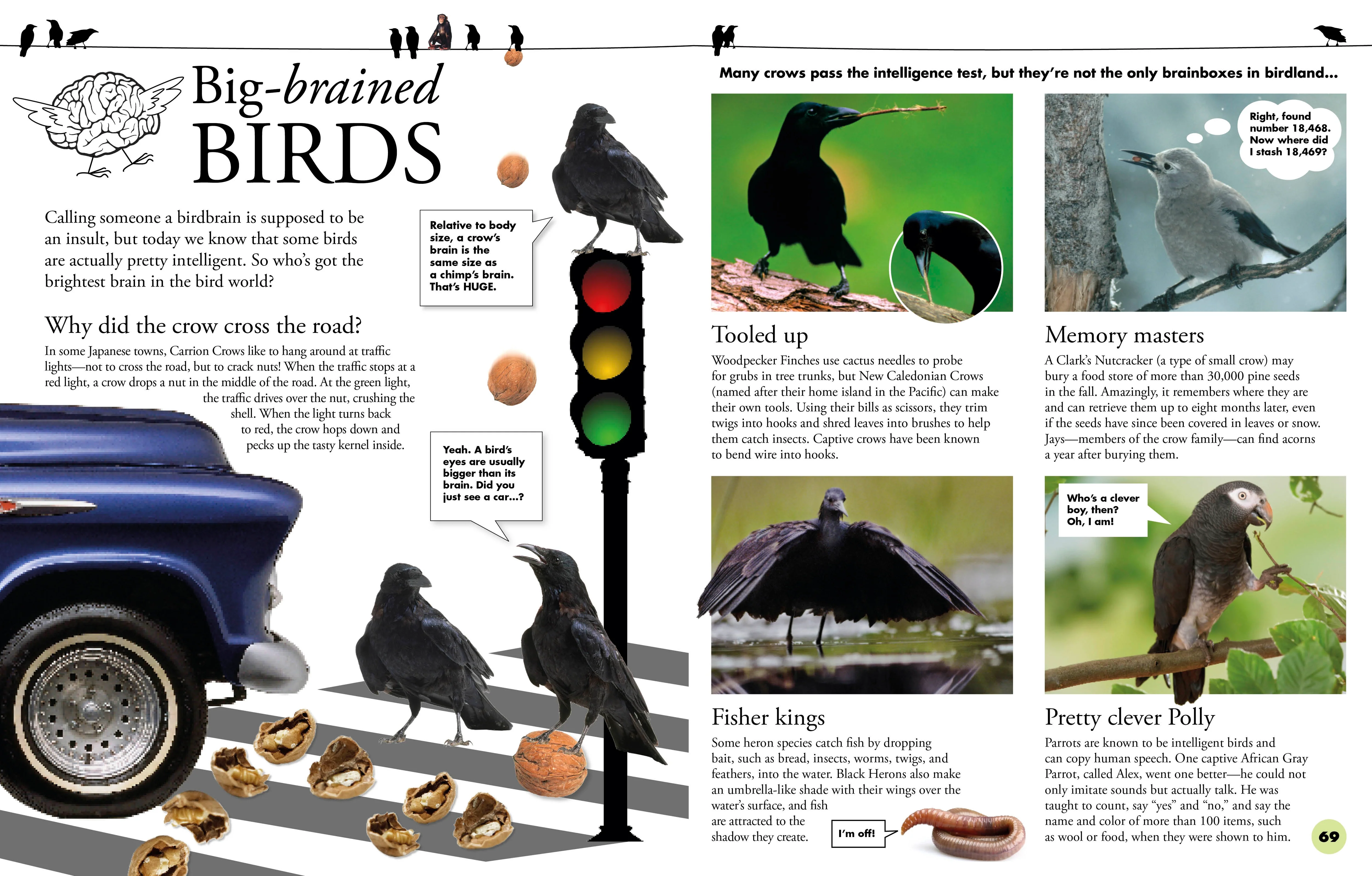 Everything You Need to Know About Birds - Image 5