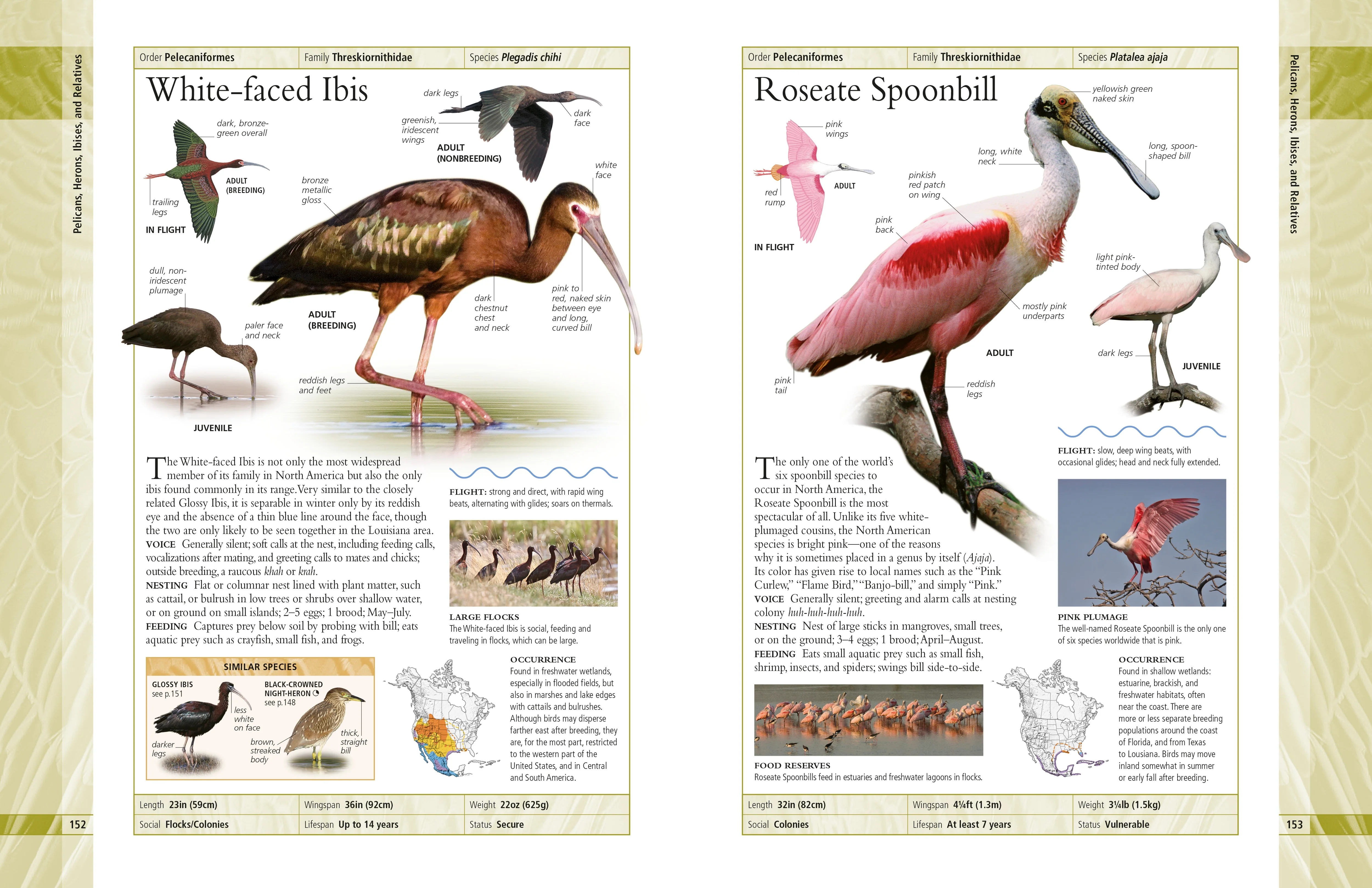 American Museum of Natural History Birds of North America - Image 2