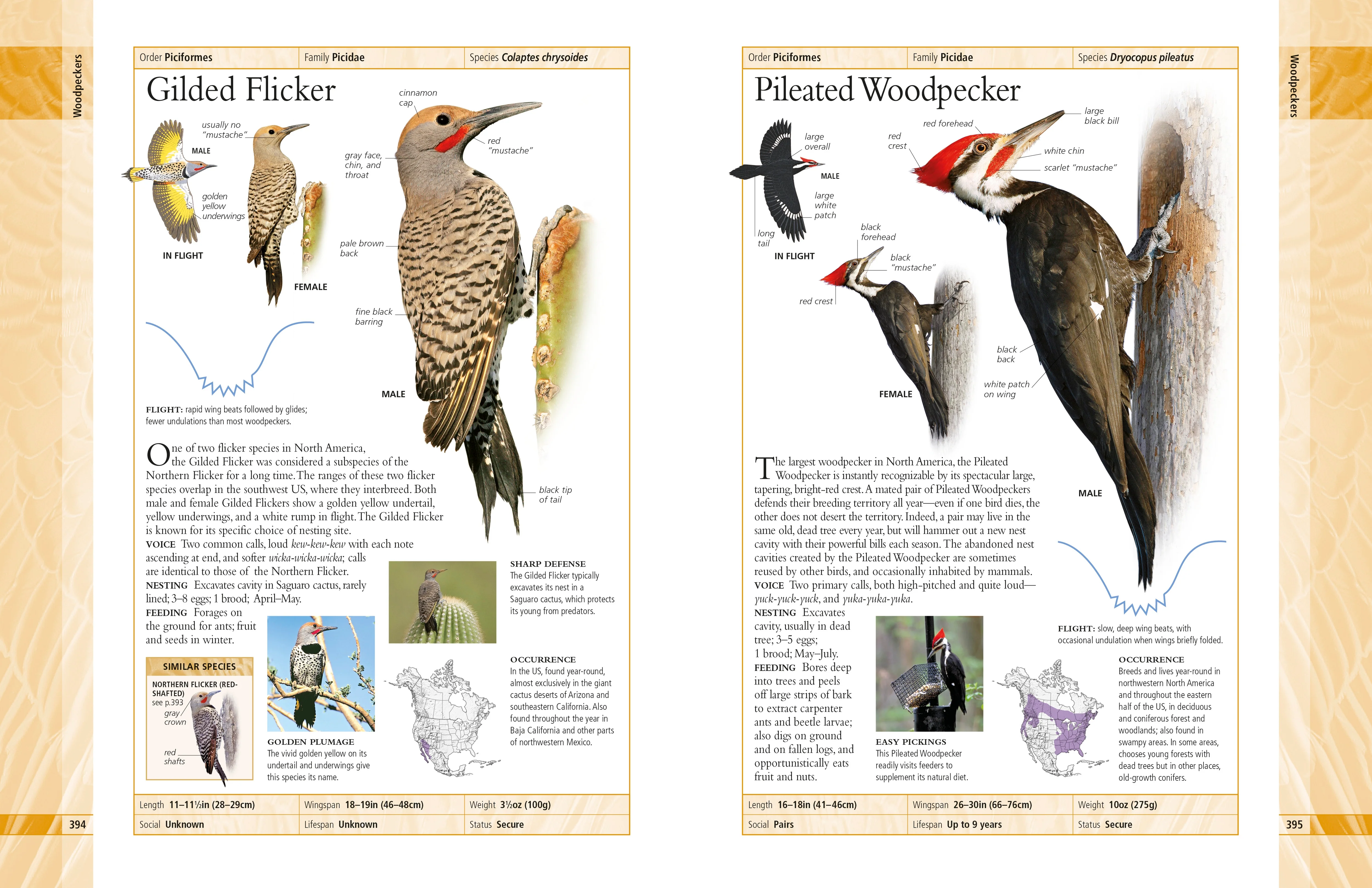 American Museum of Natural History Birds of North America - Image 3