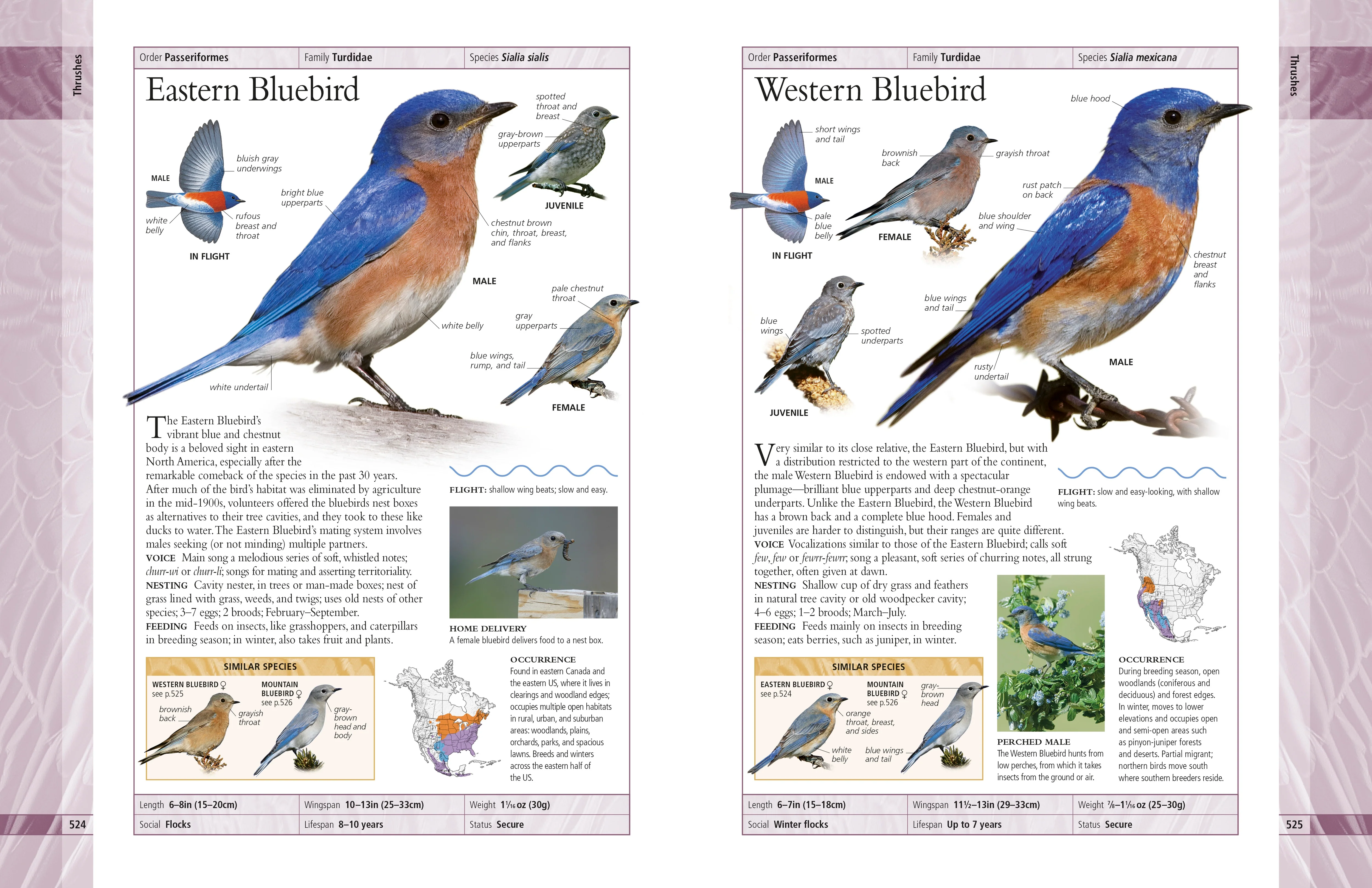 American Museum of Natural History Birds of North America - Image 4