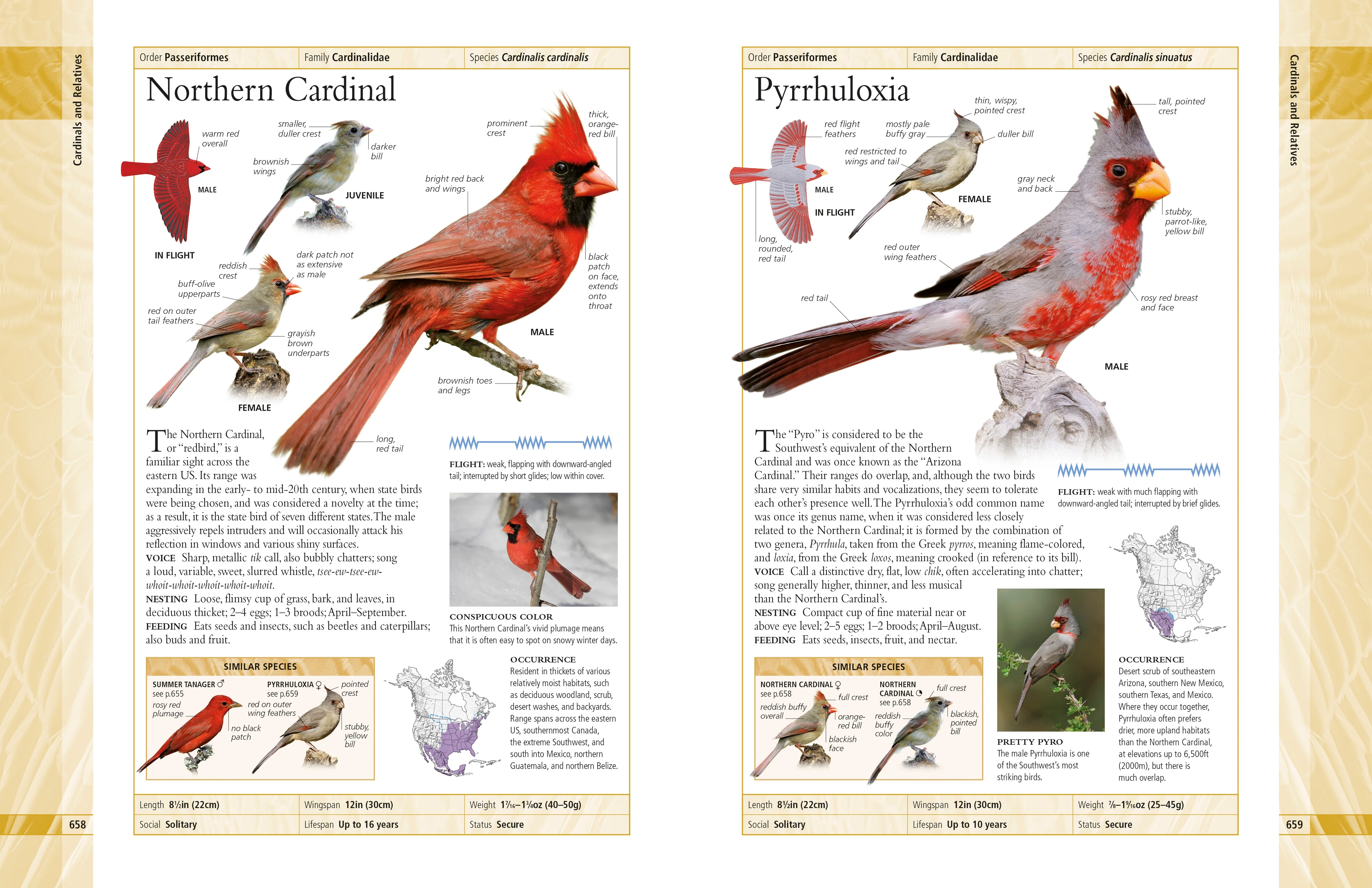 American Museum of Natural History Birds of North America - Image 5