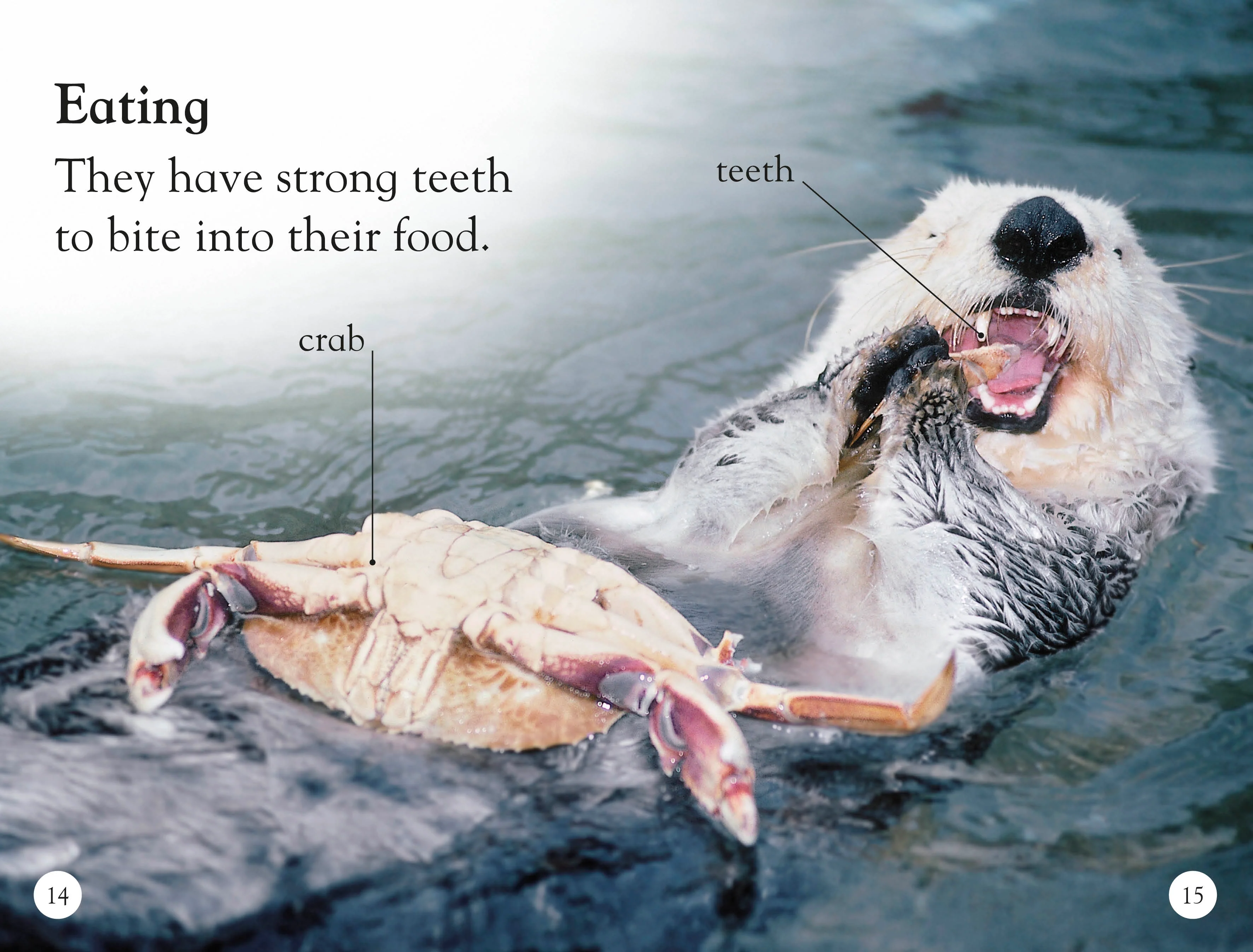 DK Readers L1: Sea Otters - Image 3