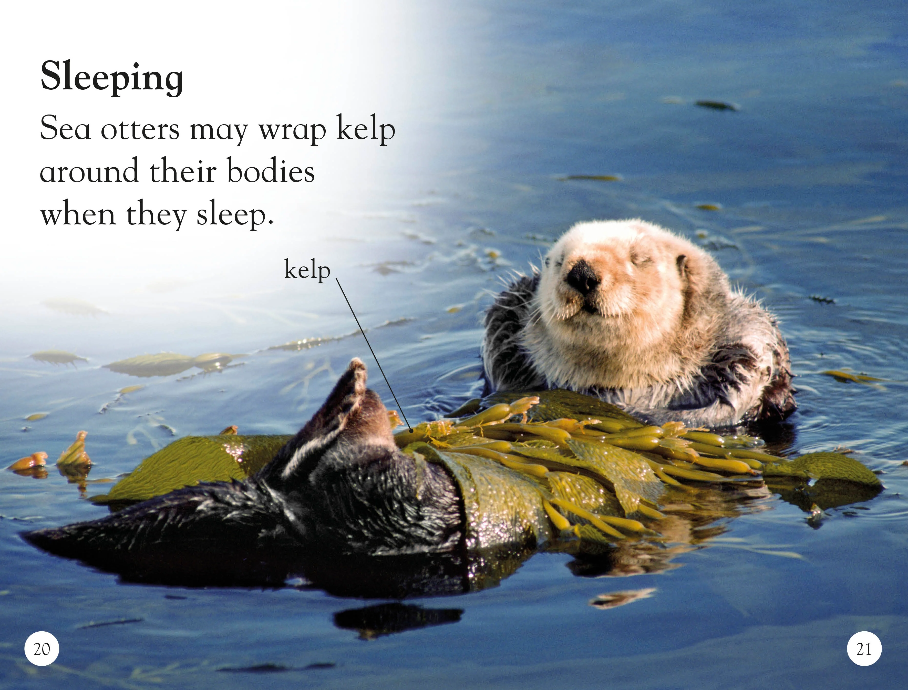 DK Readers L1: Sea Otters - Image 5