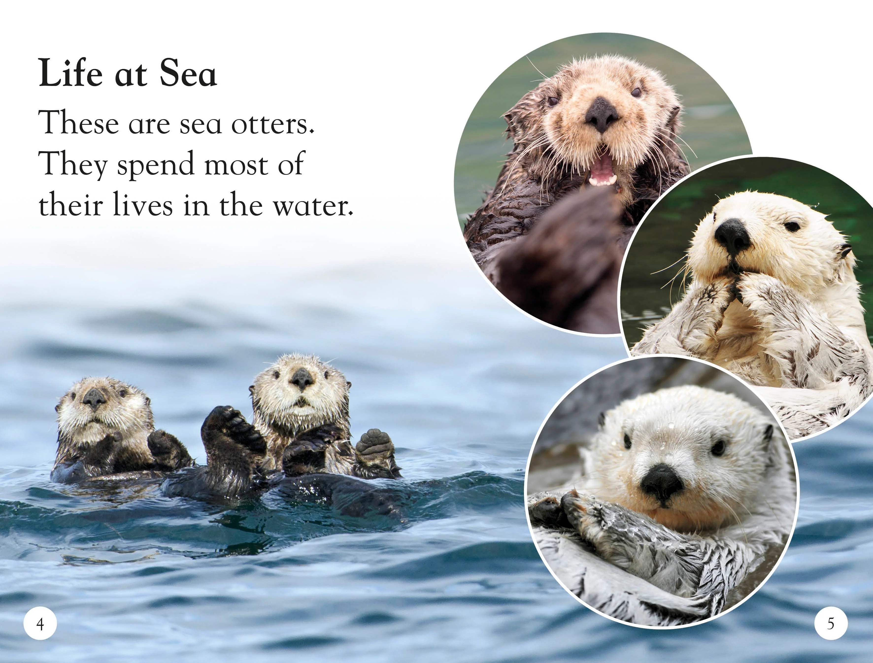 DK Readers L1: Sea Otters - Image 6