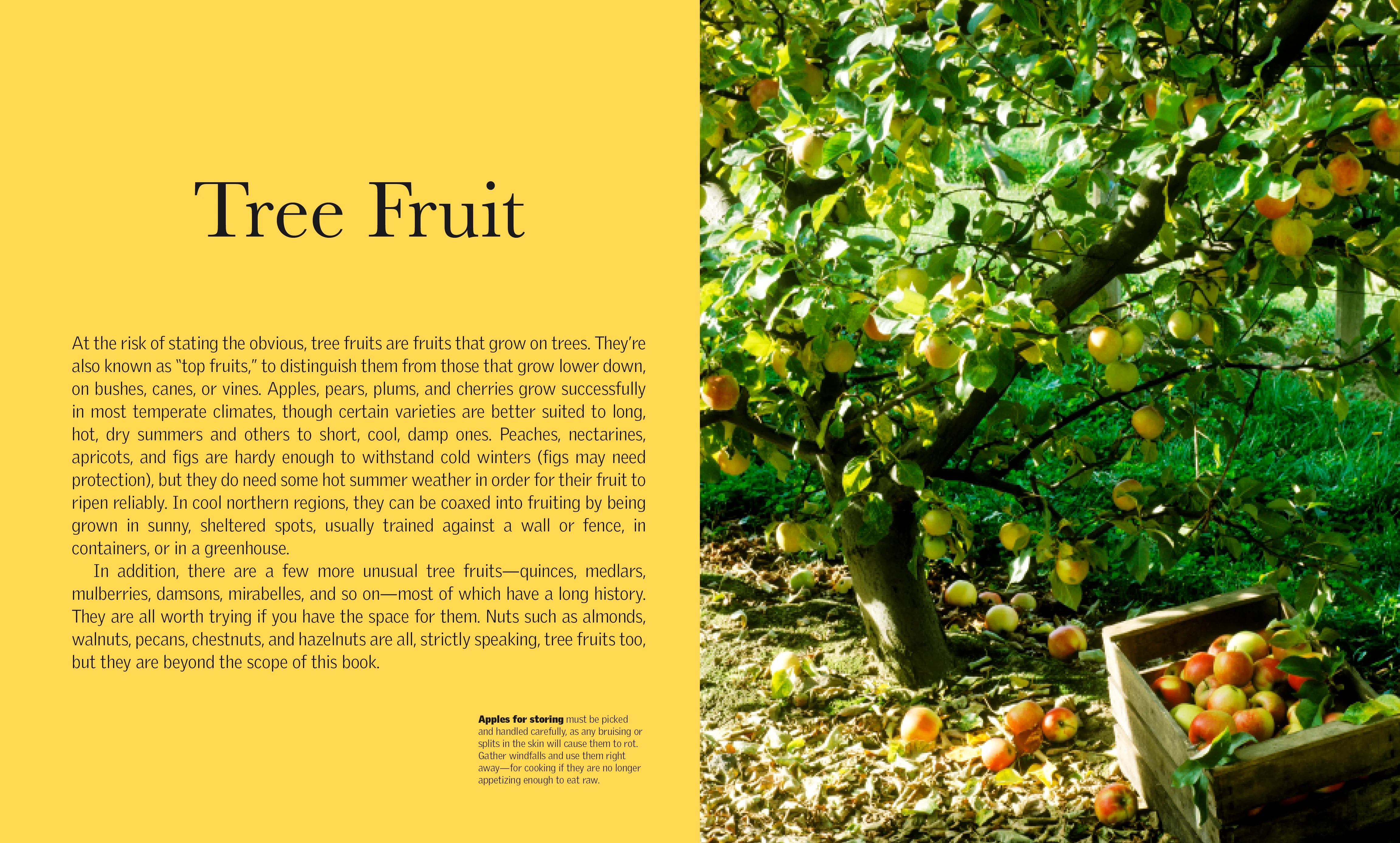 Grow Fruit - Image 2