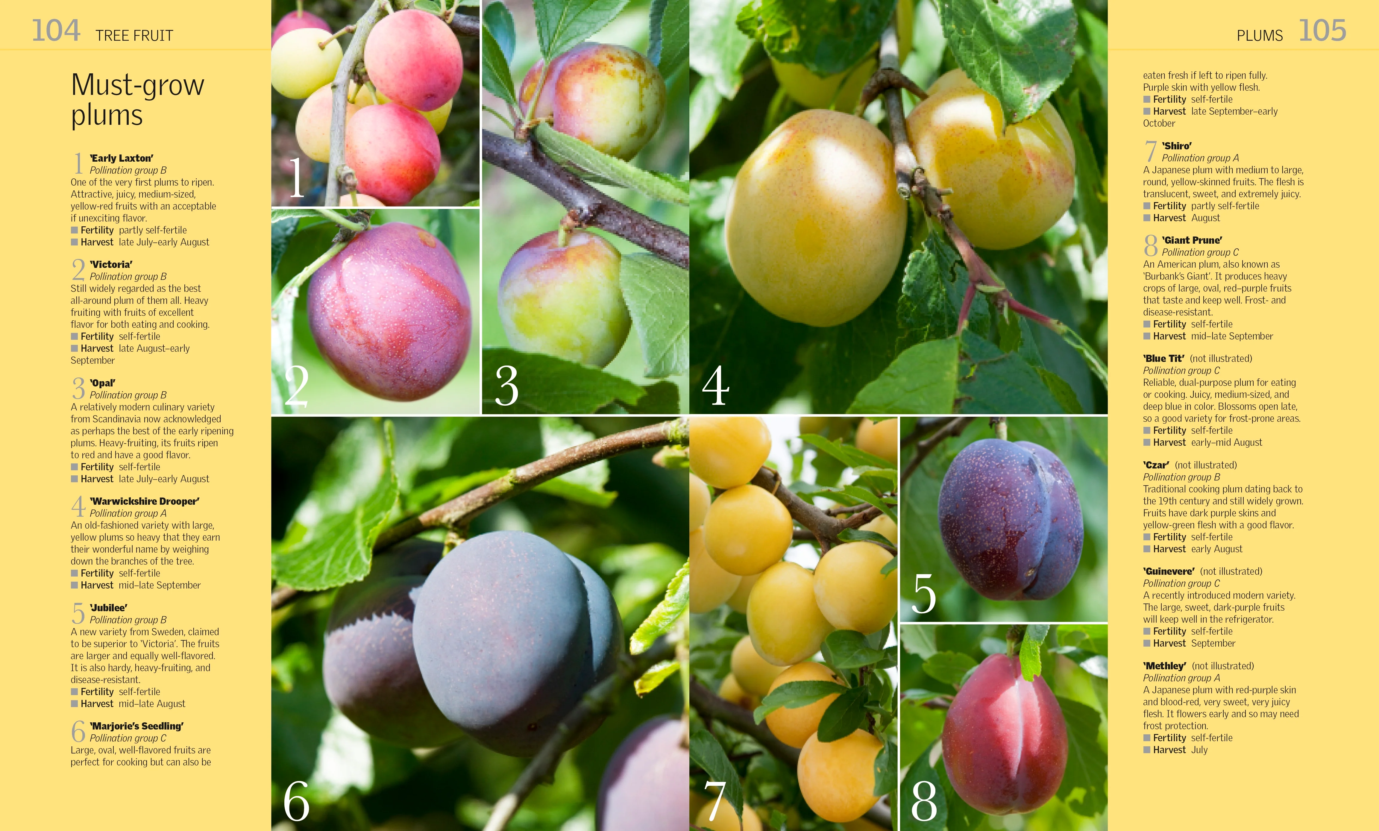 Grow Fruit - Image 3