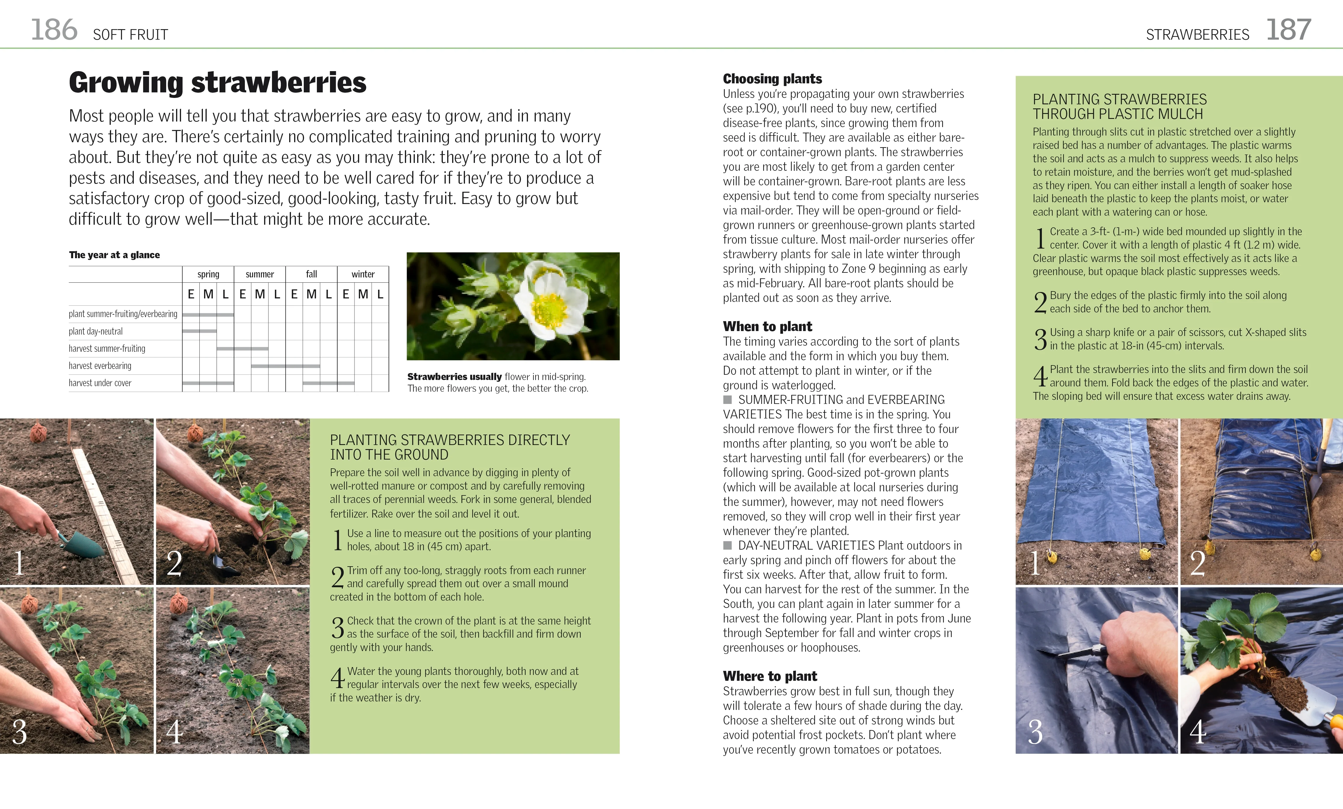 Grow Fruit - Image 4