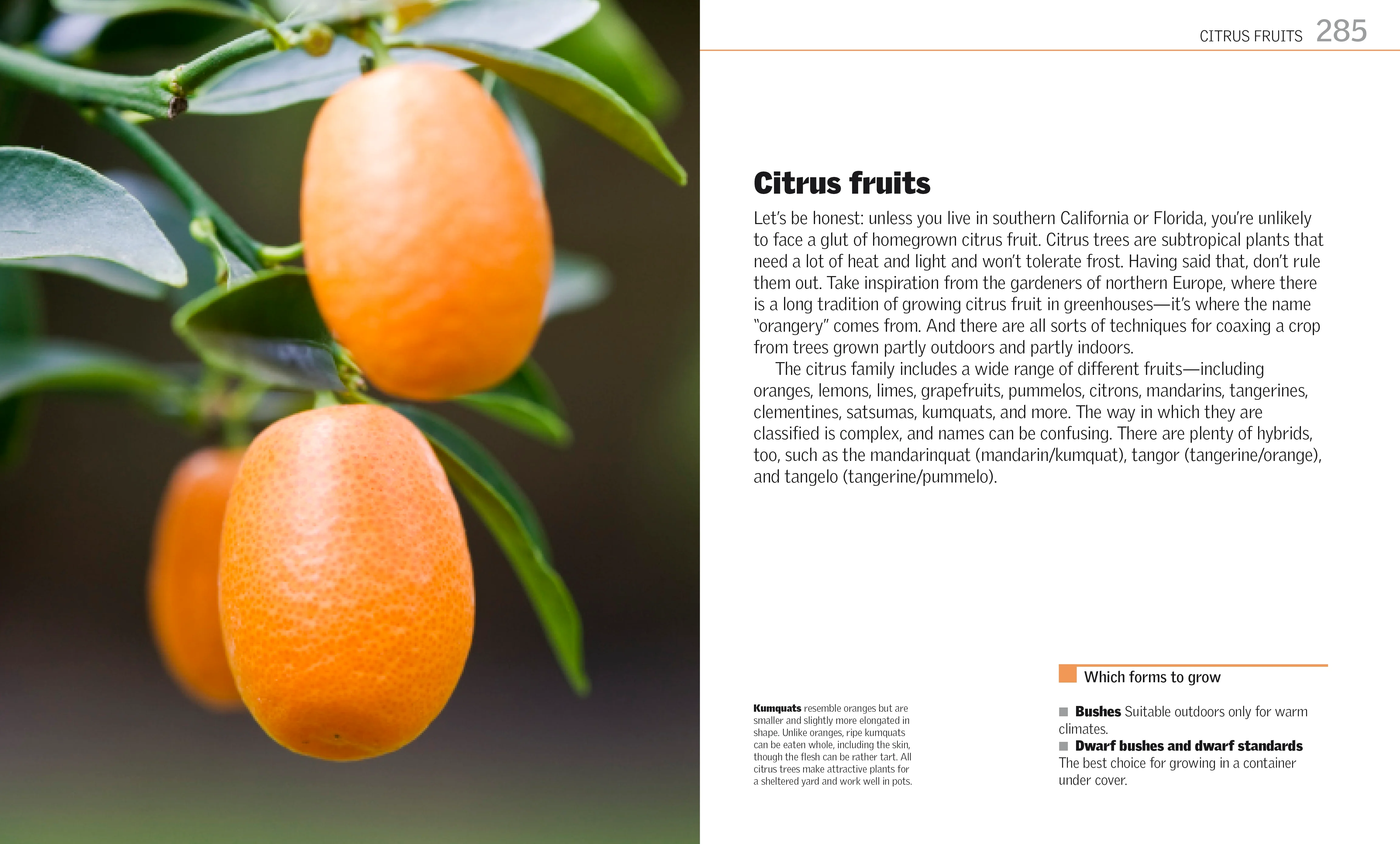 Grow Fruit - Image 5