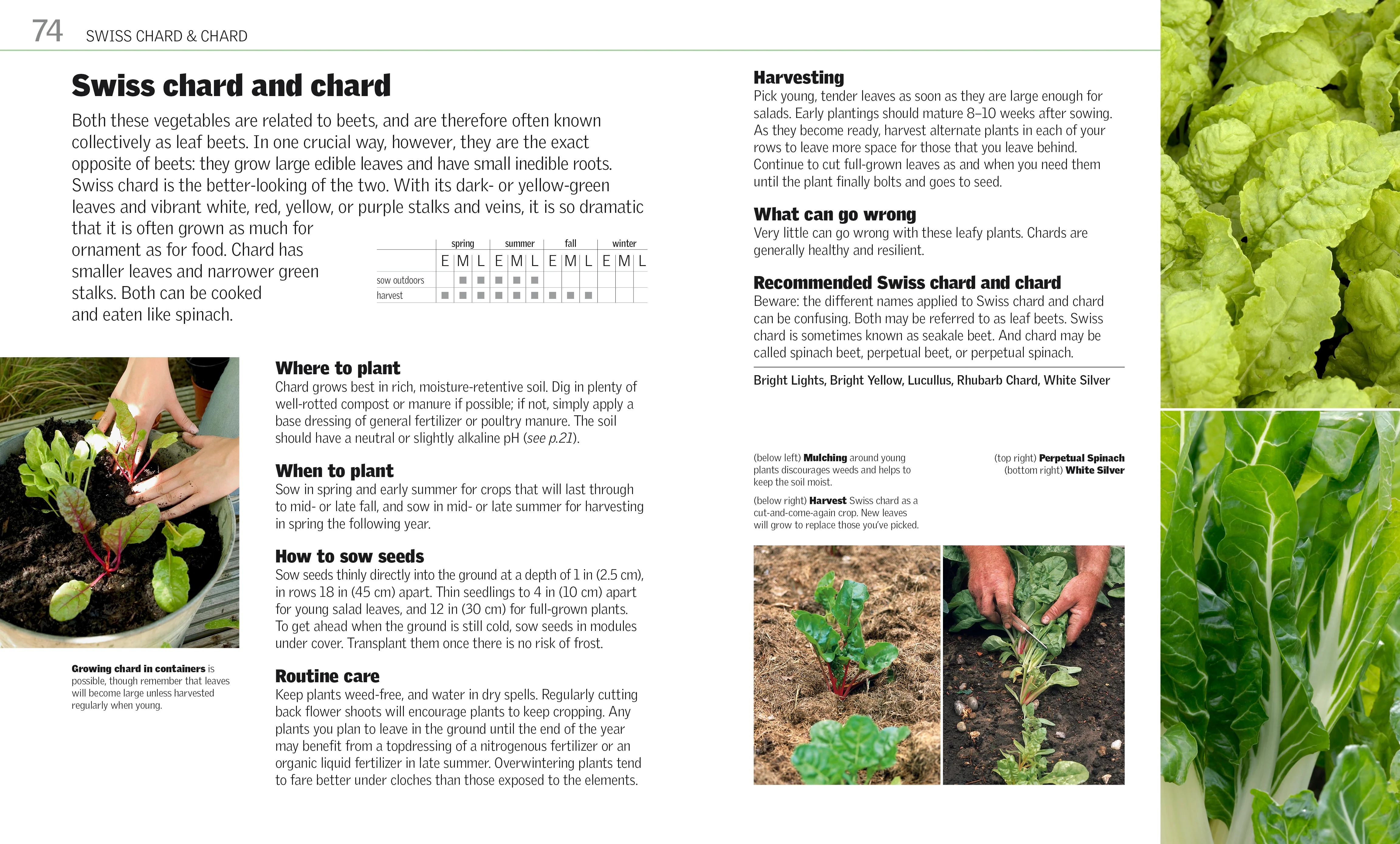 Grow Vegetables - Image 2