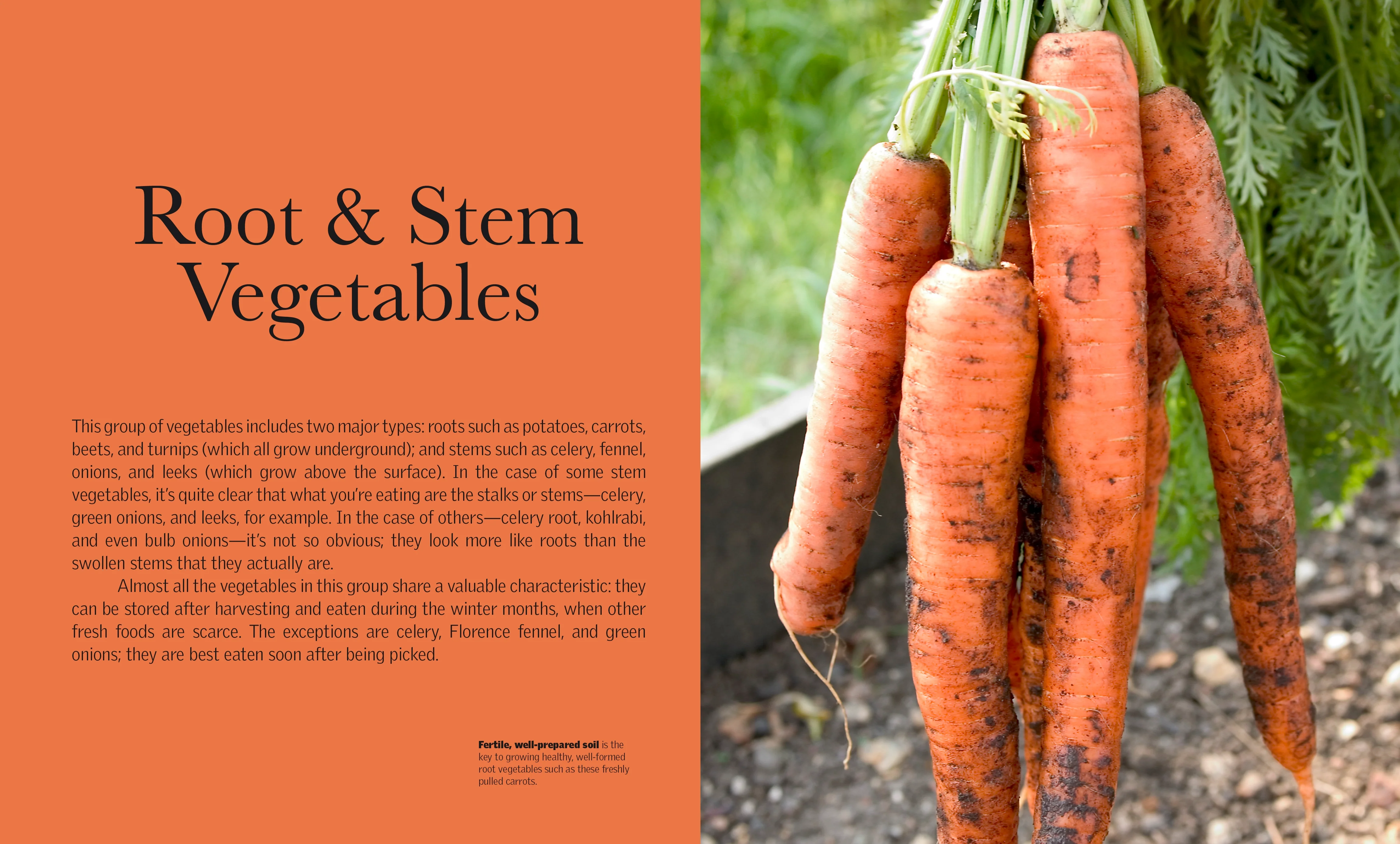 Grow Vegetables - Image 3
