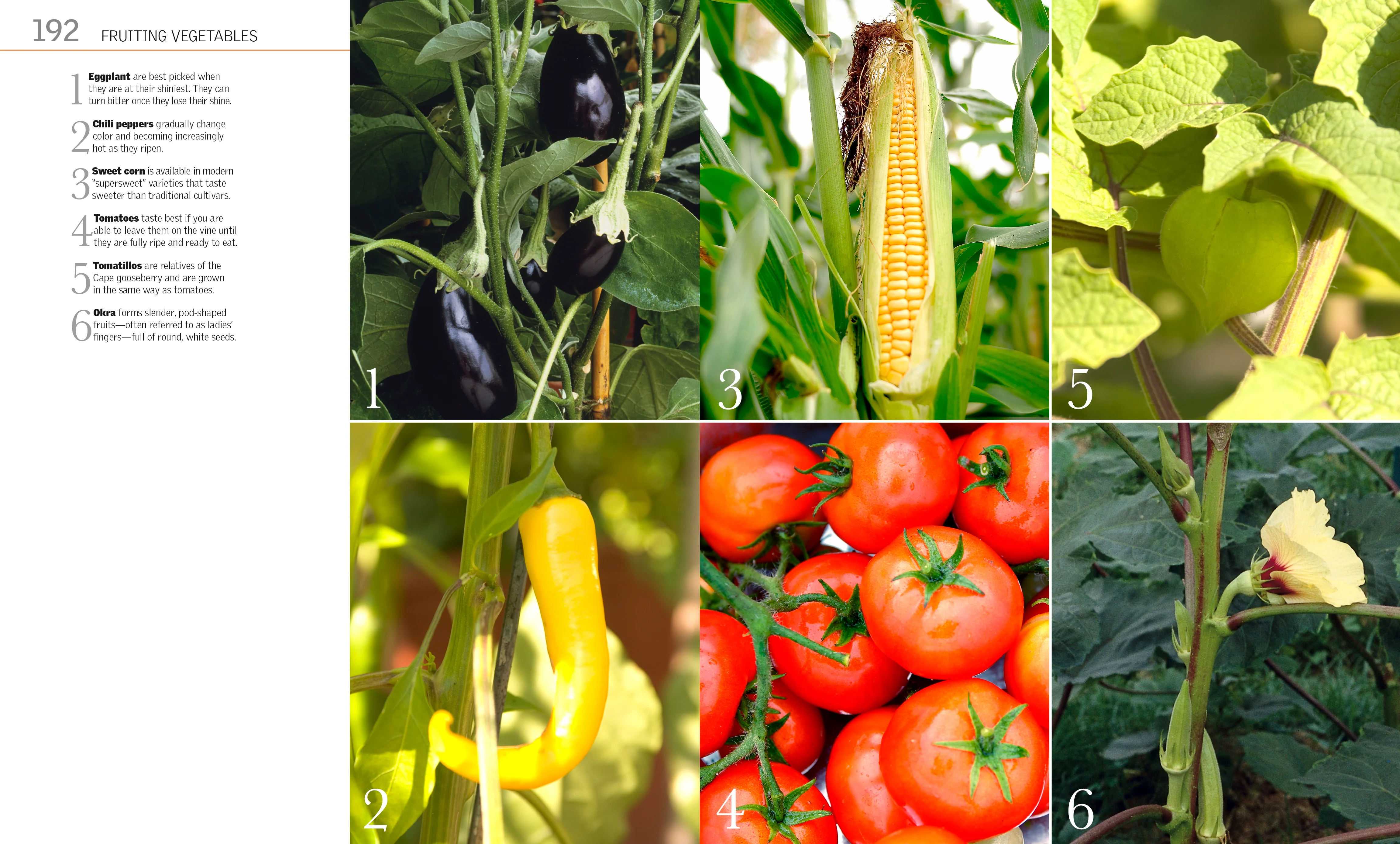 Grow Vegetables - Image 4