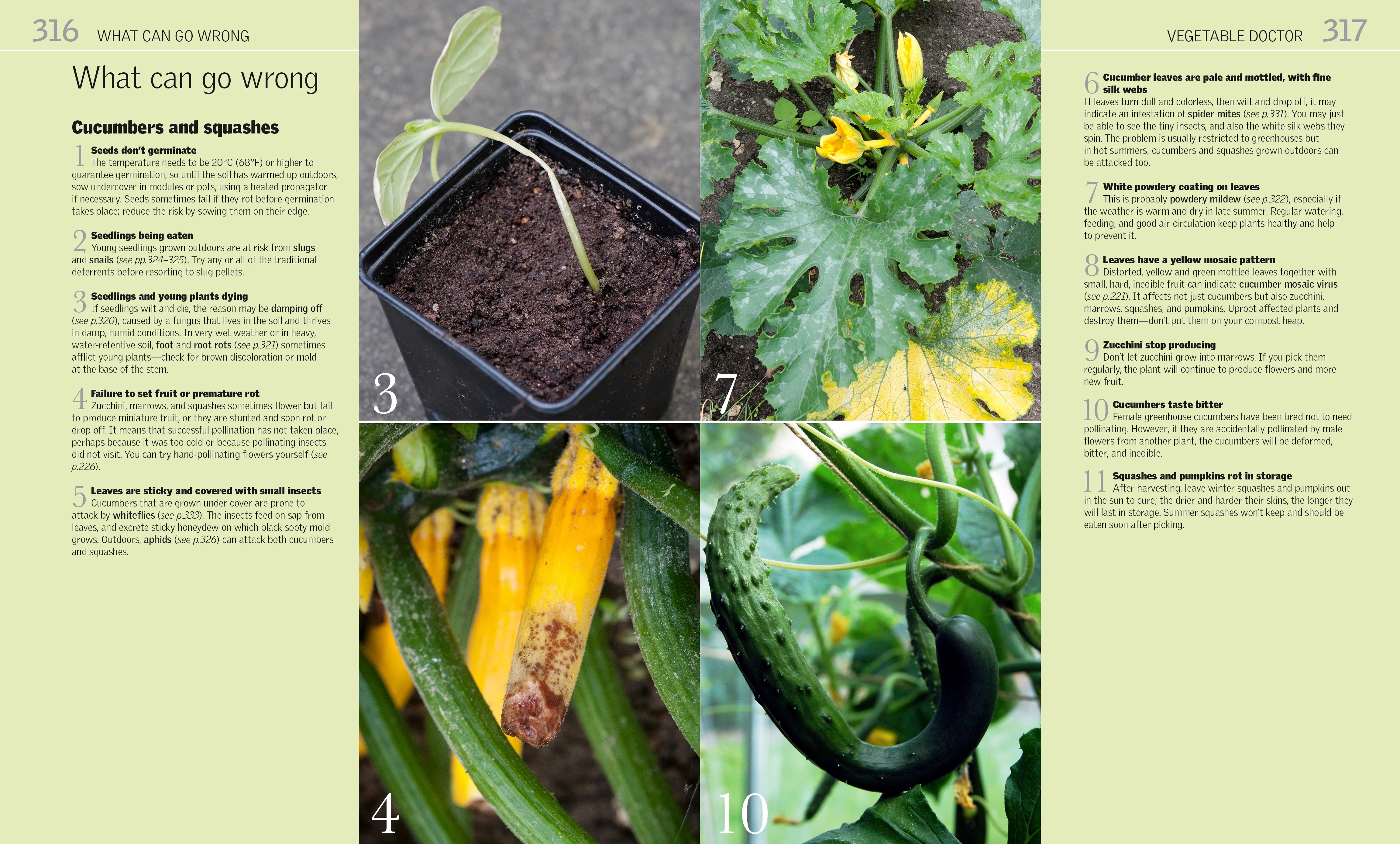 Grow Vegetables - Image 5